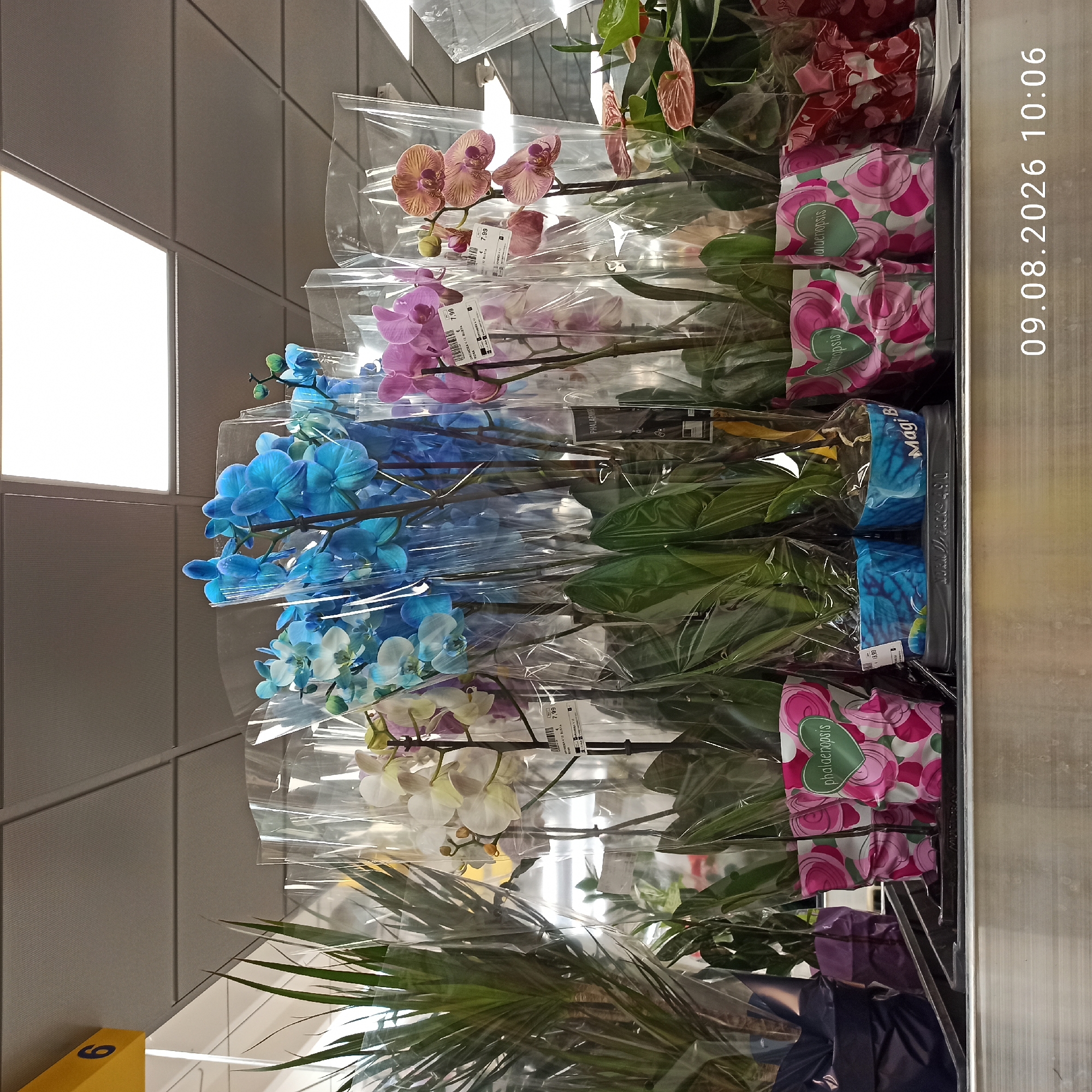 The image shows a display of potted orchids for sale in a store, likely a garden center or supermarket, in Molfetta, Italy. The orchids are of various colors including blue, white, pink, and peach, and are enclosed in clear plastic packaging. Some of the pots are decorated with floral patterns. In the foreground, the bottom edge of a metal shelf is visible, and a date and time stamp "09.08.2026 10:06" is superimposed on the image. The lighting suggests an indoor environment, possibly a retail space with fluorescent ceiling lights. The background shows the ceiling structure of the store. There are no people visible in the image.
