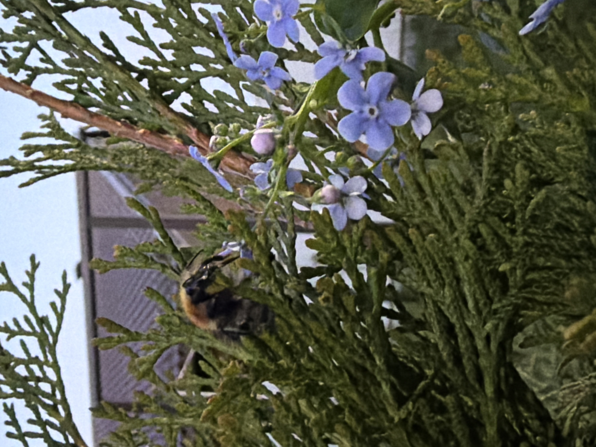 The photograph, taken in Большая Шильна, Russia, shows a bumblebee nestled within the branches of a conifer shrub or tree. Several small, blue flowers with yellow centers bloom nearby. In the background, a section of a building is visible, suggesting an urban or suburban environment. The bumblebee is partially obscured by the dense foliage, but its characteristic yellow and black banding can be seen. The overall lighting appears natural, suggesting the photograph was taken outdoors during daylight hours.