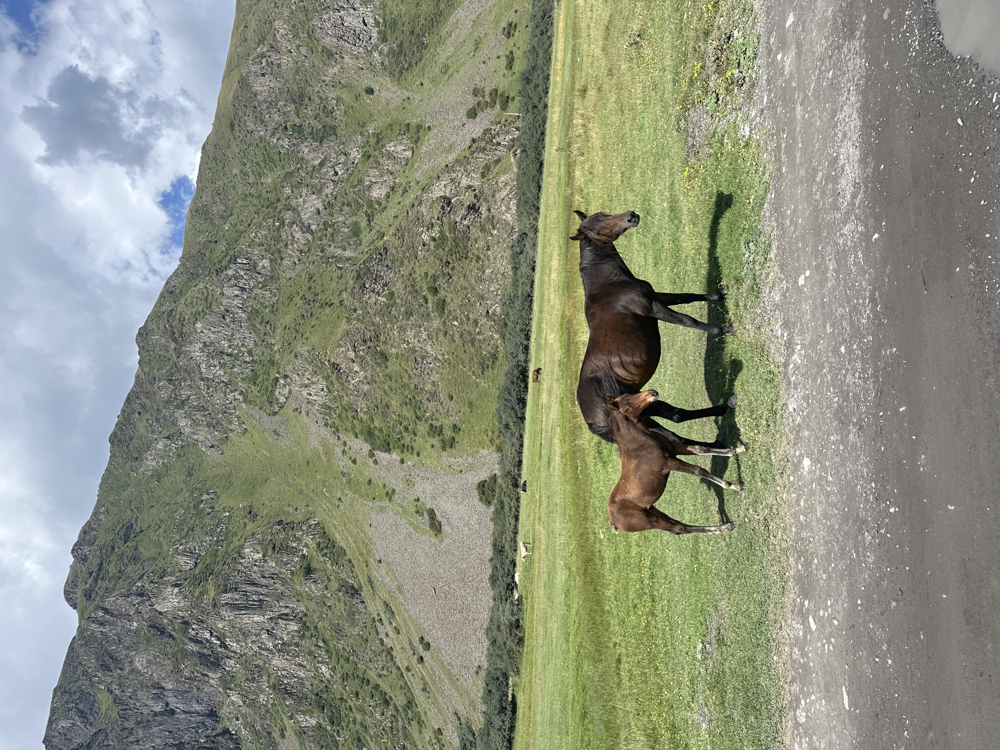 In a lush green meadow at the base of a steep, rocky mountain in Stepantsminda, Georgia, two horses are grazing. A dark brown adult horse stands to the right, facing left, while a smaller, lighter brown foal stands to its left, facing slightly towards the left. The meadow is dotted with small yellow wildflowers, and a gravelly path runs across the foreground. In the background, the imposing mountain rises towards a sky filled with white, scattered clouds. Other animals, possibly cows, are visible as small white and dark shapes in the distance, further in the meadow. The overall scene depicts a serene pastoral landscape in the Georgian highlands.