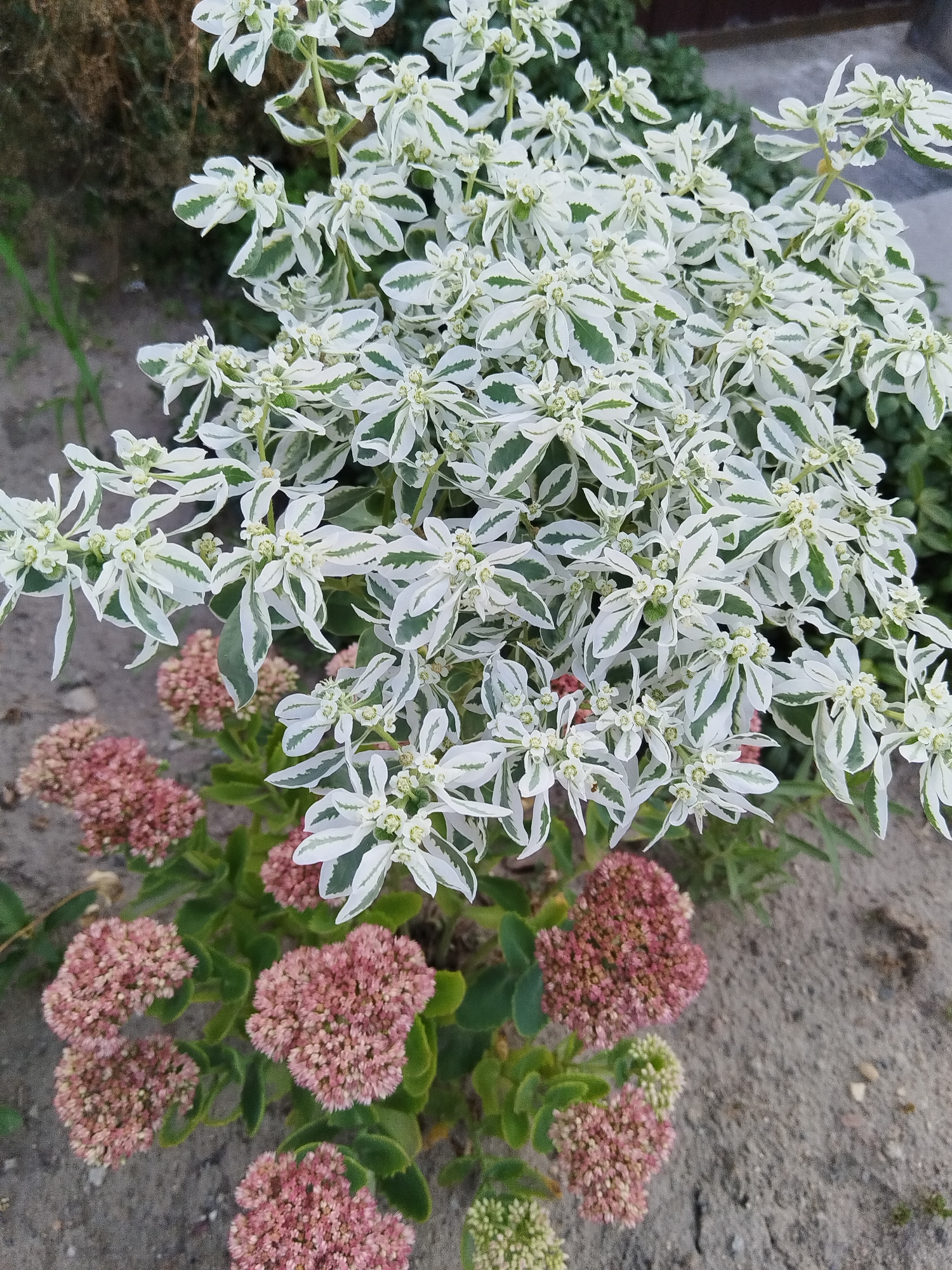 The image shows a close-up view of a garden with two types of plants. In the foreground and midground, there are clusters of pinkish-red flowers, possibly Sedum. Behind and above these, a plant with abundant small white flowers and variegated white and green leaves dominates the frame. The background consists of soil, some greenery, and a hint of a paved surface on the right. There are no people or animals visible in the image. The scene appears to be outdoors in a garden setting. Without further context, it is impossible to determine the specific location in the city of Brest, Belarus.