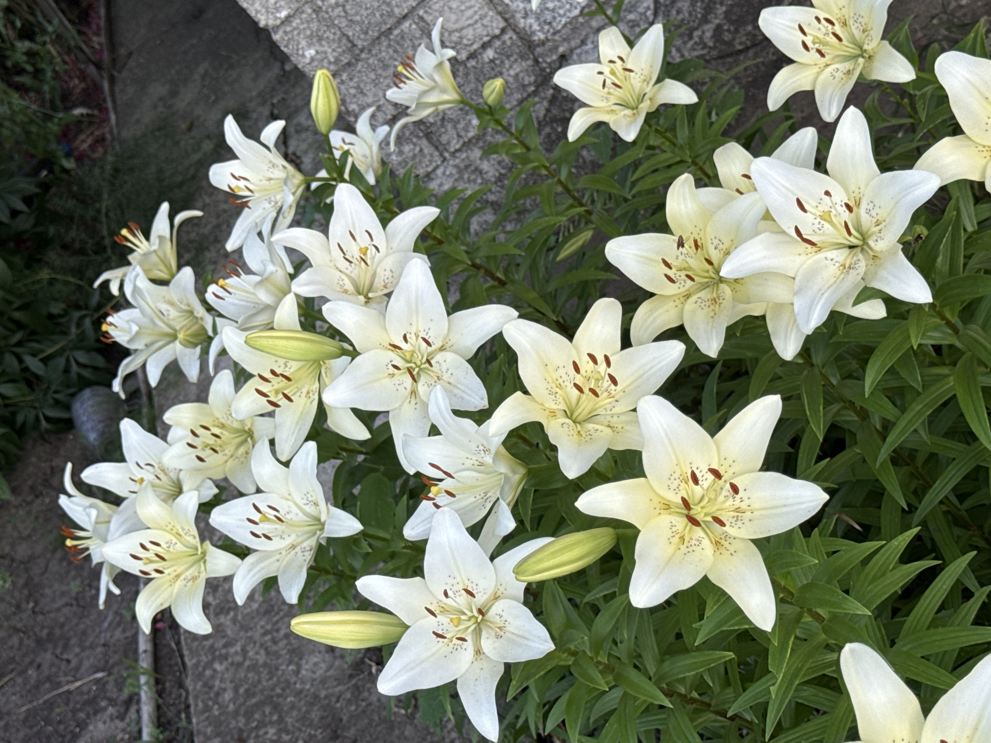 The image displays a close-up view of a cluster of white lilies with yellow centers and brown speckles on their petals. Some lilies are fully bloomed, showcasing their star-like shape, while others are in bud form, appearing as slender green shoots. The flowers are surrounded by lush green foliage. In the background, a rough-textured gray pathway or paving stones are visible, along with a blurred dark green area that could be vegetation or soil. The lighting suggests it is daytime, possibly overcast, as there are no harsh shadows. The scene appears to be an outdoor garden or landscaping area. No specific details indicating a location in Protopopivka, Ukraine are present in the image itself.