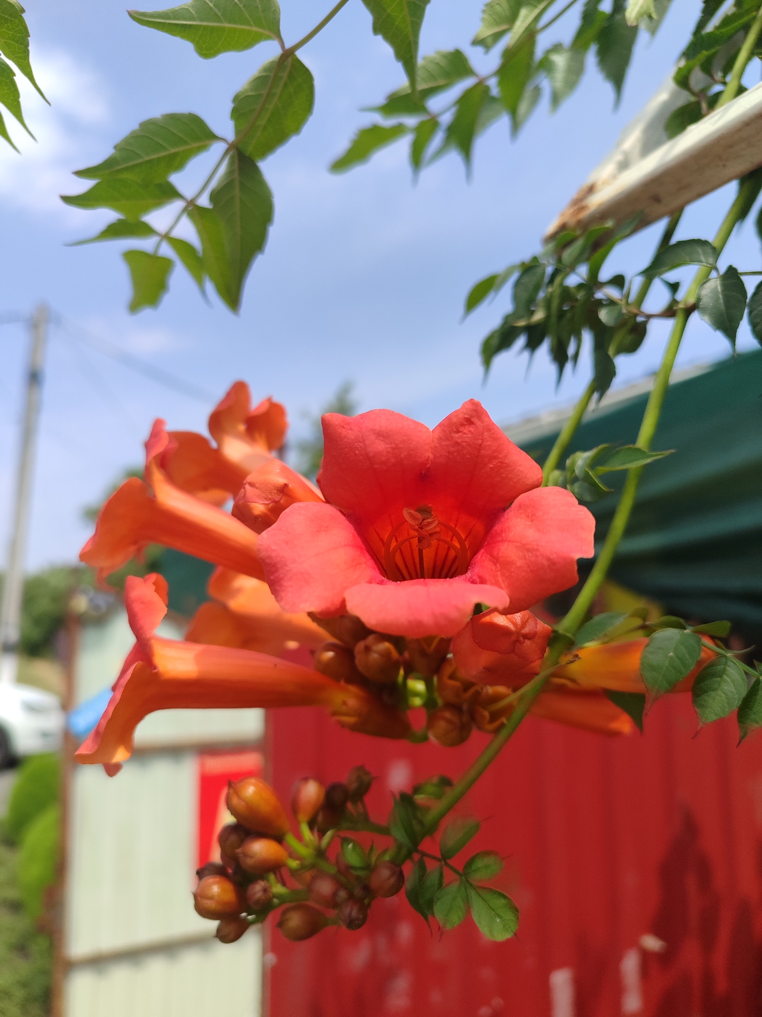 In an outdoor urban setting, a cluster of vibrant orange trumpet-shaped flowers is in sharp focus against a blurred backdrop of a bright blue sky and green foliage. Some of the flowers are fully bloomed, revealing intricate patterns within their petals, while others are in bud form, clustered together. The flowers hang from a vine with green leaves, some of which are in the foreground and also out of focus. In the background, a portion of a white railing or structure is visible, along with hints of green and red structures that suggest buildings or fences. The lighting indicates it is daytime, with sunlight casting soft shadows. The scene appears to be on a clear day, likely in a garden or park area within the city.