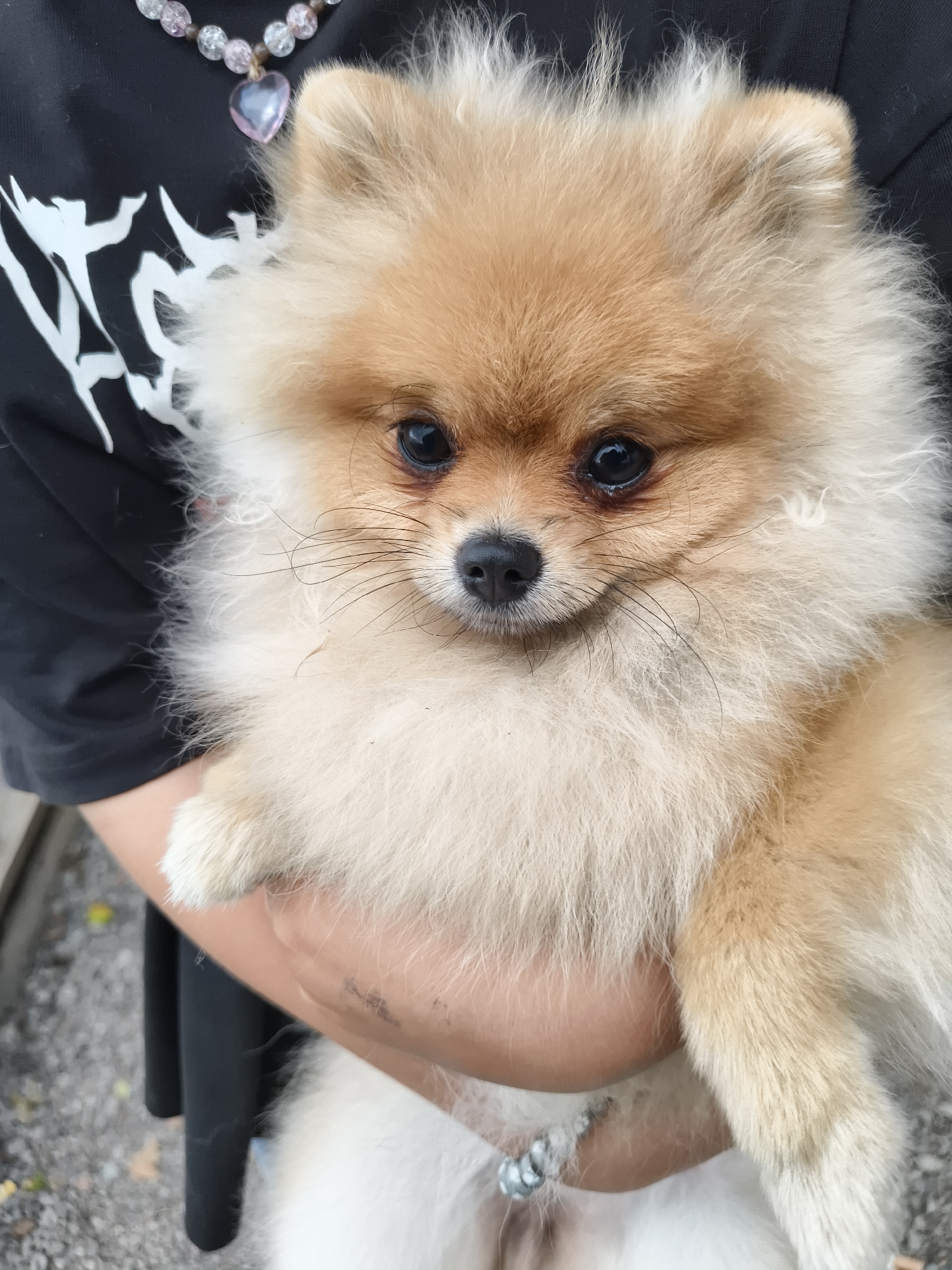 A close-up shot focuses on a fluffy, light brown Pomeranian dog being held by a person whose black shirt is visible. The dog has dark eyes, a black nose, and delicate whiskers. Around the dog's neck, a beaded necklace with a heart-shaped pink pendant is visible, resting on the person's shirt. The background is blurred, with hints of an outdoor setting and a grey, pebbly ground. The lighting suggests it could be daytime. The dog appears calm and comfortable being held, its soft fur creating a sense of warmth and coziness. There is no visible text in the image.