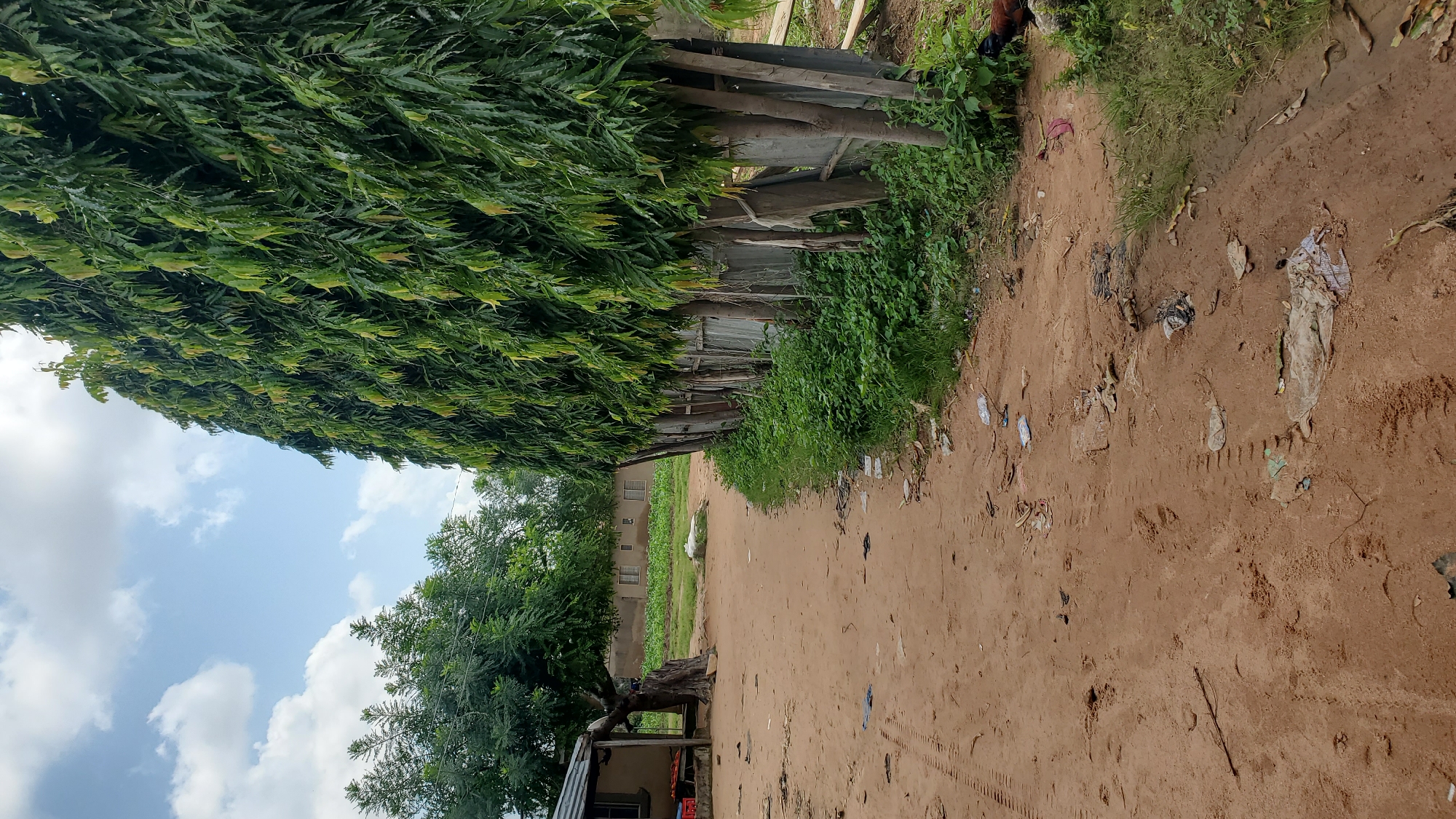 The image depicts a dirt road in Jalingo, Nigeria, bordered on the right by a dense row of tall, green trees planted closely together. These trees appear to be a cultivated hedge or windbreak, with their trunks supported by thin wooden posts and corrugated metal sheeting forming a low barrier. The road surface is dry and sandy, with visible tire tracks and scattered litter, including plastic bags and wrappers. To the left of the road, there is a small, simple structure with a corrugated metal roof and a portion of what appears to be a wooden veranda. Further back, beyond the trees and structures, are more buildings with visible windows, set amidst grassy areas and more trees. The sky above is partly cloudy with a bright blue hue. A chicken is visible in the lower right corner of the image, partially obscured by grass. The overall scene suggests a rural or semi-urban setting within Jalingo.