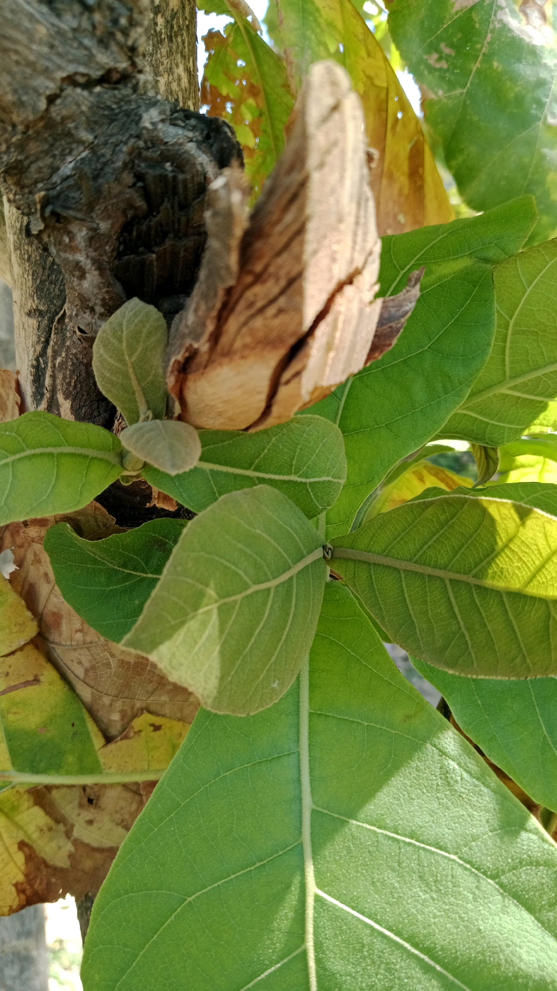This is a close-up, high-angle shot of a tree trunk and its leaves, likely taken outdoors in Maospati, Indonesia. The tree trunk is rough and weathered, with a visible crack in a piece of wood protruding from it. The leaves are a vibrant green, with prominent veins. Some older, dried leaves in shades of yellow and brown are also visible in the background. Sunlight is filtering through the leaves, casting shadows. No people are present in the image.