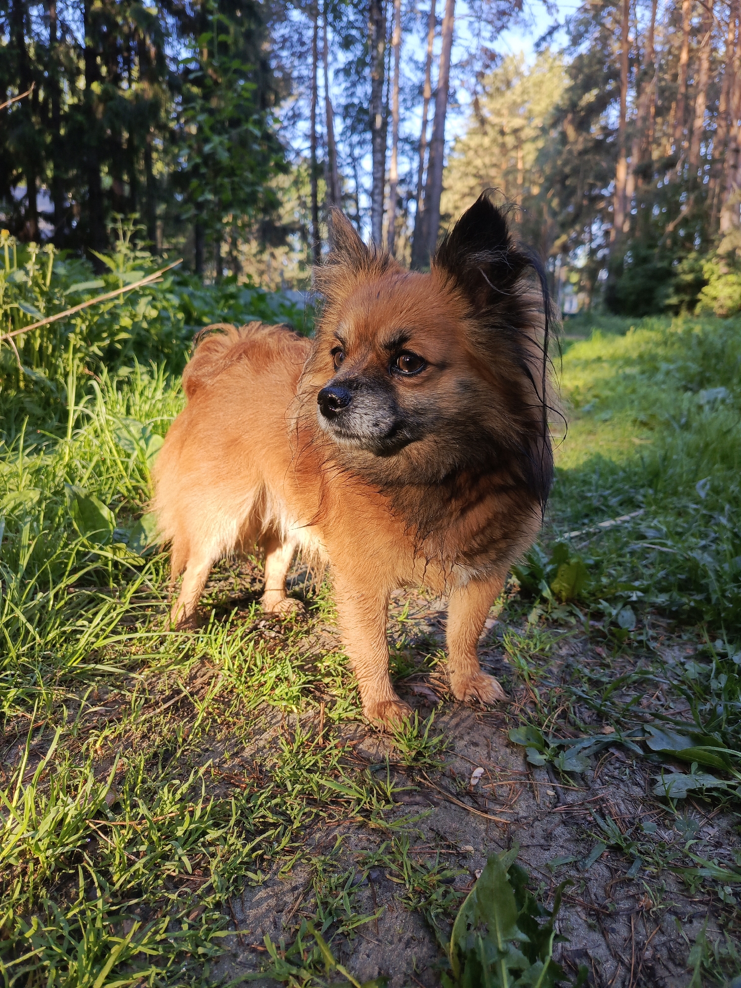The image shows a medium-sized dog with reddish-brown fur and black accents standing in a grassy area. The dog appears to be a mix or breed similar to a Pomeranian or Papillon, with pointy ears. The location is in a wooded area or park-like setting, with trees visible in the background. Based on the prompt, this location is in the city of Chaikovsky, Russia. The dog is standing on a mix of grass and exposed soil, with greenery visible. The lighting suggests it is either morning or late afternoon.