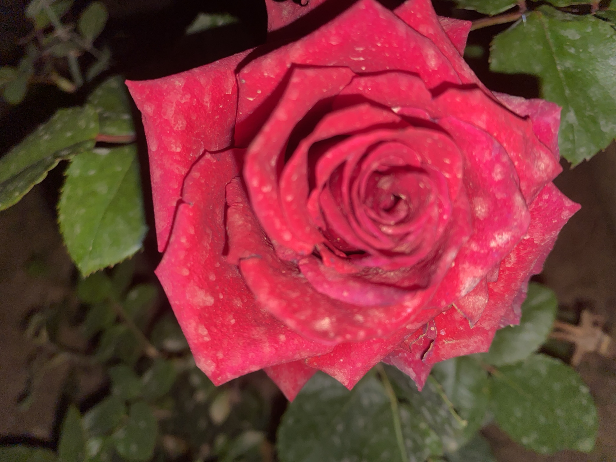 A close-up shot focuses on a red rose in full bloom, with its petals spiraling towards the center. The rose appears to be outdoors, surrounded by green leaves. There are small white spots on both the rose petals and leaves. The background is dark and out of focus, suggesting the image was taken in low light conditions. The details suggest the photo could be taken in Alanya, Turkey, as the climate is suitable for growing roses.