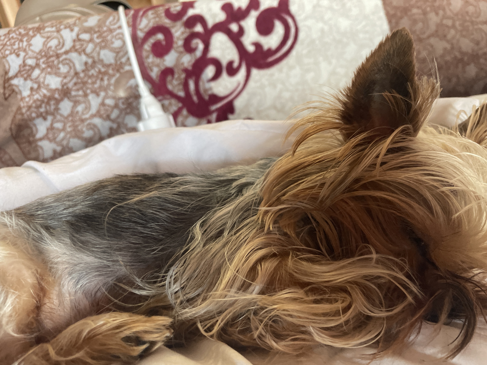 A close-up, horizontal shot captures a small dog, likely a Yorkshire Terrier, resting on white bedding in an indoor setting. The dog's body faces left, while its head, largely concealed by its long, flowing golden-brown and tan fur, points right. One erect ear, dark brown at the base and lighter at the tip, is prominently visible through the dog's voluminous hair. The dog's coat exhibits a distinct color transition from darker gray and black on its back to lighter gray and cream tones on its underside and a visible paw.
In the blurred background, two pillows with ornate, swirling patterns are visible. One pillow features a light brown/beige pattern on a lighter base, while the other displays a similar design in a rich red/maroon hue. A thin, white cable or tube-like object extends from the upper left, partially obscured by the pillows. The soft, even lighting suggests a peaceful and comfortable atmosphere. The dog appears to be in a state of deep relaxation or sleep, conveying a sense of calm and domestic tranquility. There is no visible text in the image. This scene takes place in Burgas, Bulgaria.