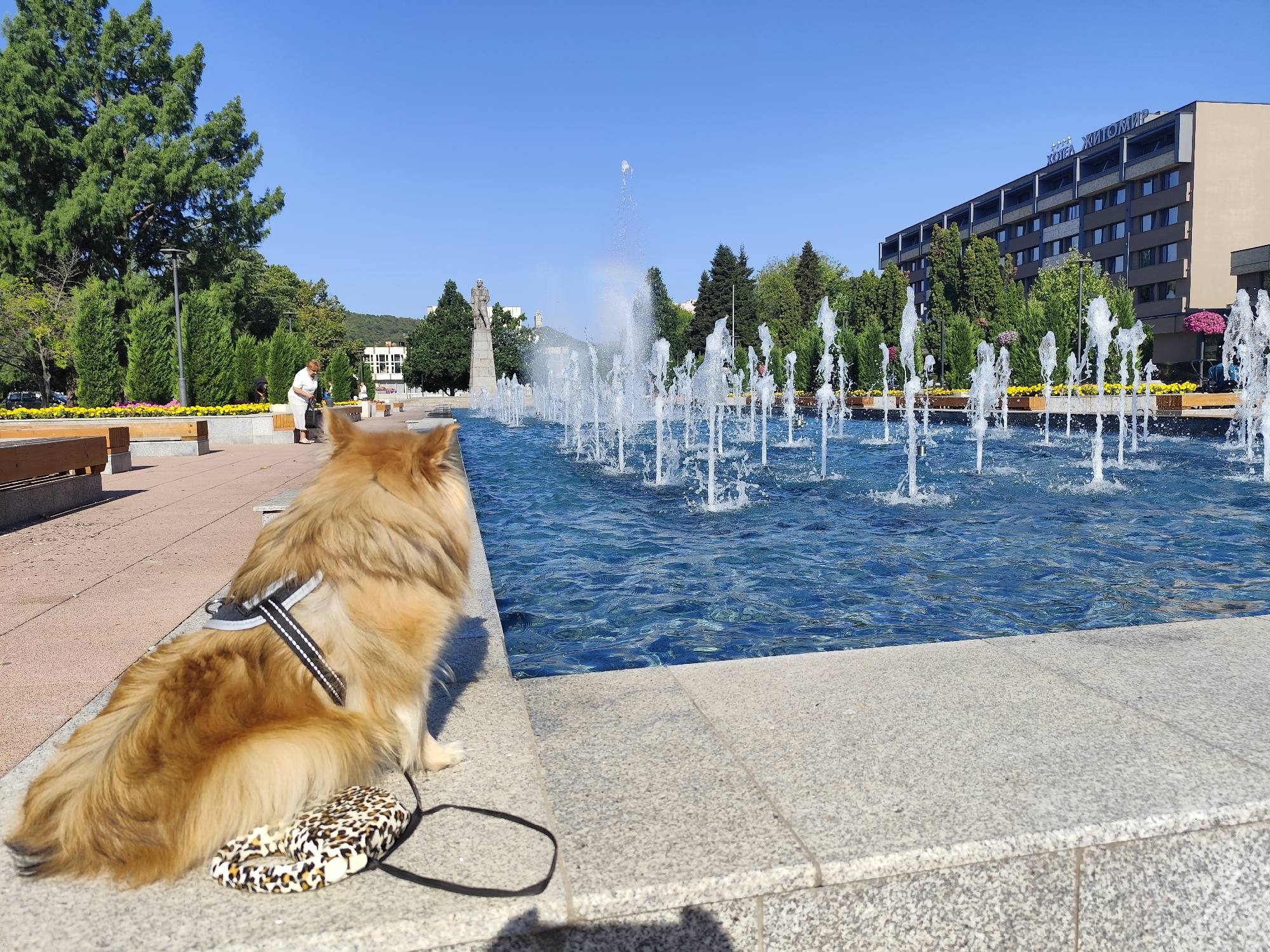 In Montana, Bulgaria, on a sunny day, a light brown fluffy dog with a black and white harness sits on a granite ledge facing a large public fountain with numerous water jets. A leash is looped near the dog's hindquarters, and a leopard-print accessory rests beside it. Behind the fountain, the city landscape unfolds with lush green trees, a monument topped with a statue, and a multi-story hotel with signage reading "KOTEL ZHITOMIR". A woman in a white top and trousers stands near some benches in the background, partially obscured by trees. The sky is a clear, bright blue.