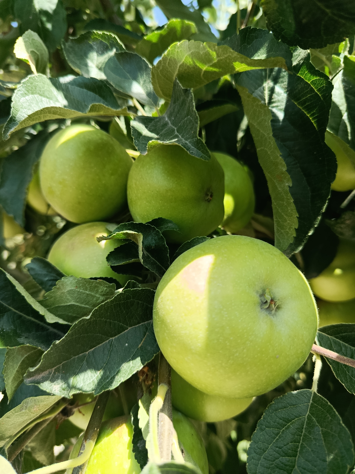 The image shows a cluster of unripe green apples on a tree branch, surrounded by green leaves. Sunlight filters through the leaves, casting shadows and highlights on the apples and foliage. The apples are round and smooth, with a slight blush of yellow in some areas where the sun hits them directly. The leaves are textured with visible veins and serrated edges. The scene appears to be an orchard or garden, with the natural elements of a fruit-bearing tree dominating the frame. The setting is outdoors, with a clear blue sky visible in some upper portions of the image. The photo is taken from a close-up perspective, emphasizing the details of the fruit and leaves. There are no people or any indication of human activity present in the image. The overall impression is one of natural growth and abundance. The location is identified as Garni, Armenia, suggesting a rural or semi-rural environment common to the region.