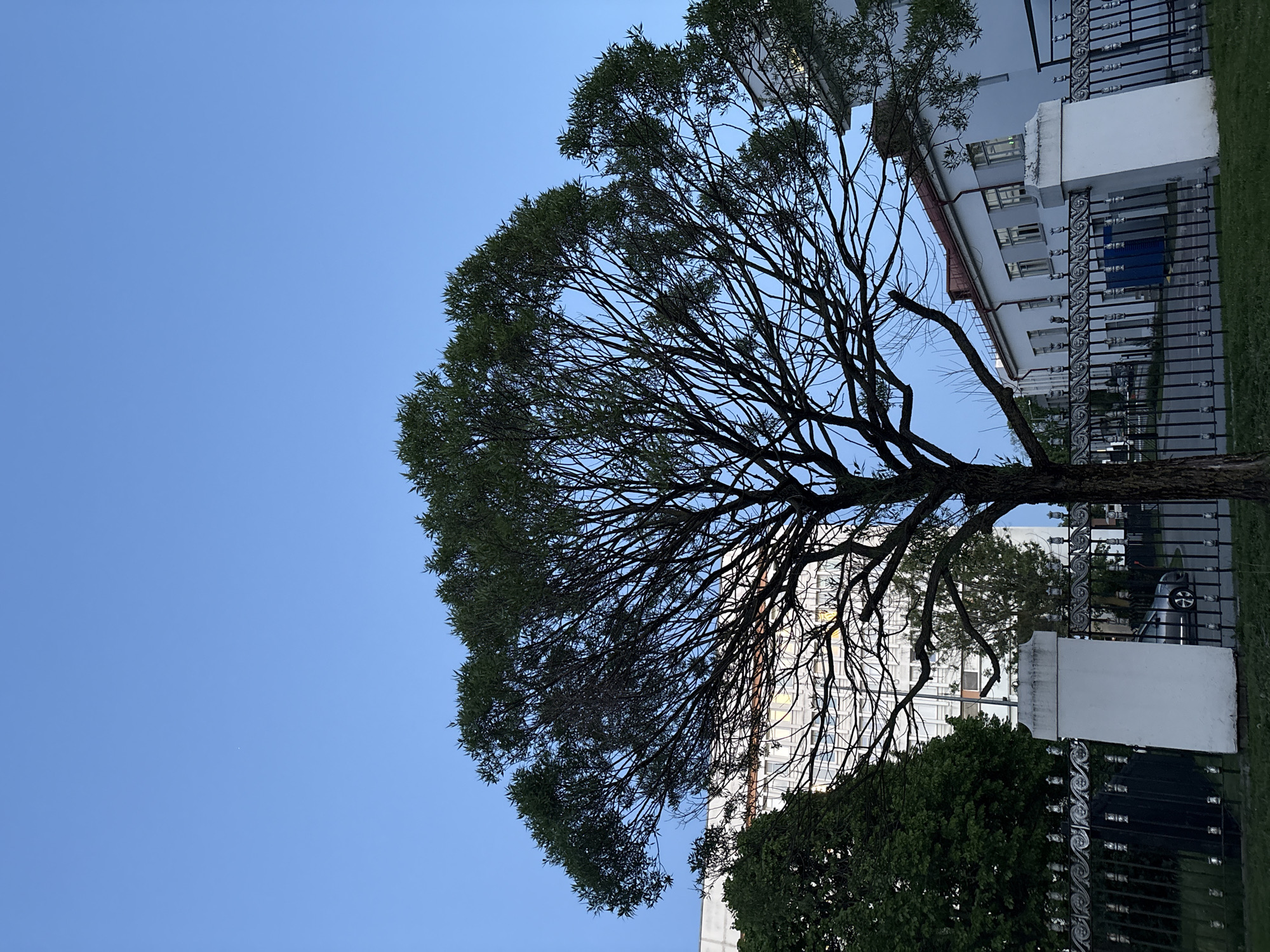 A photograph captures a tree in Minsk, Belarus, set against a clear blue sky. The tree's silhouette is prominent, with dense foliage and many bare branches. In the background, there is a building with a white exterior. A metal fence runs along the edge of the image, partially obscuring some of the scenery. The photograph's angle is slightly tilted, giving a unique perspective of the tree and its surroundings. The lighting suggests it is daytime.