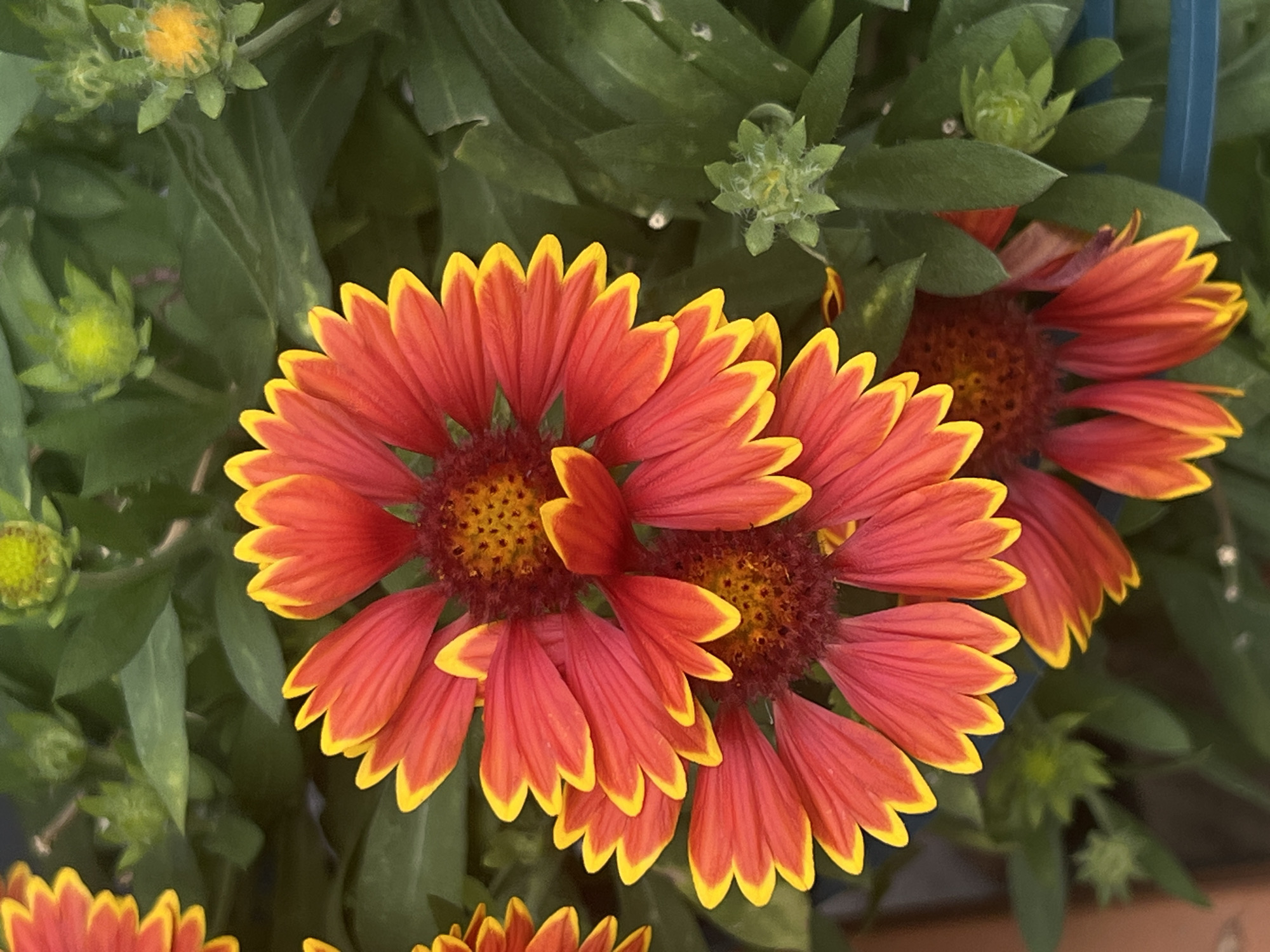 This is a close-up, top-down photograph of two Gaillardia flowers, also known as Blanket Flowers, in bloom. The flowers have bright red petals tipped with yellow and dark brown centers. They are set against a backdrop of lush green foliage and several unopened flower buds. The composition is dominated by the vibrant colors of the flowers. The scene is likely from a garden or park, and given the context of Moosburg, Germany, it could be an outdoor public space or a private garden within the city. There are no people visible in the image, and the focus is entirely on the botanical subjects. The lighting appears to be natural daylight.