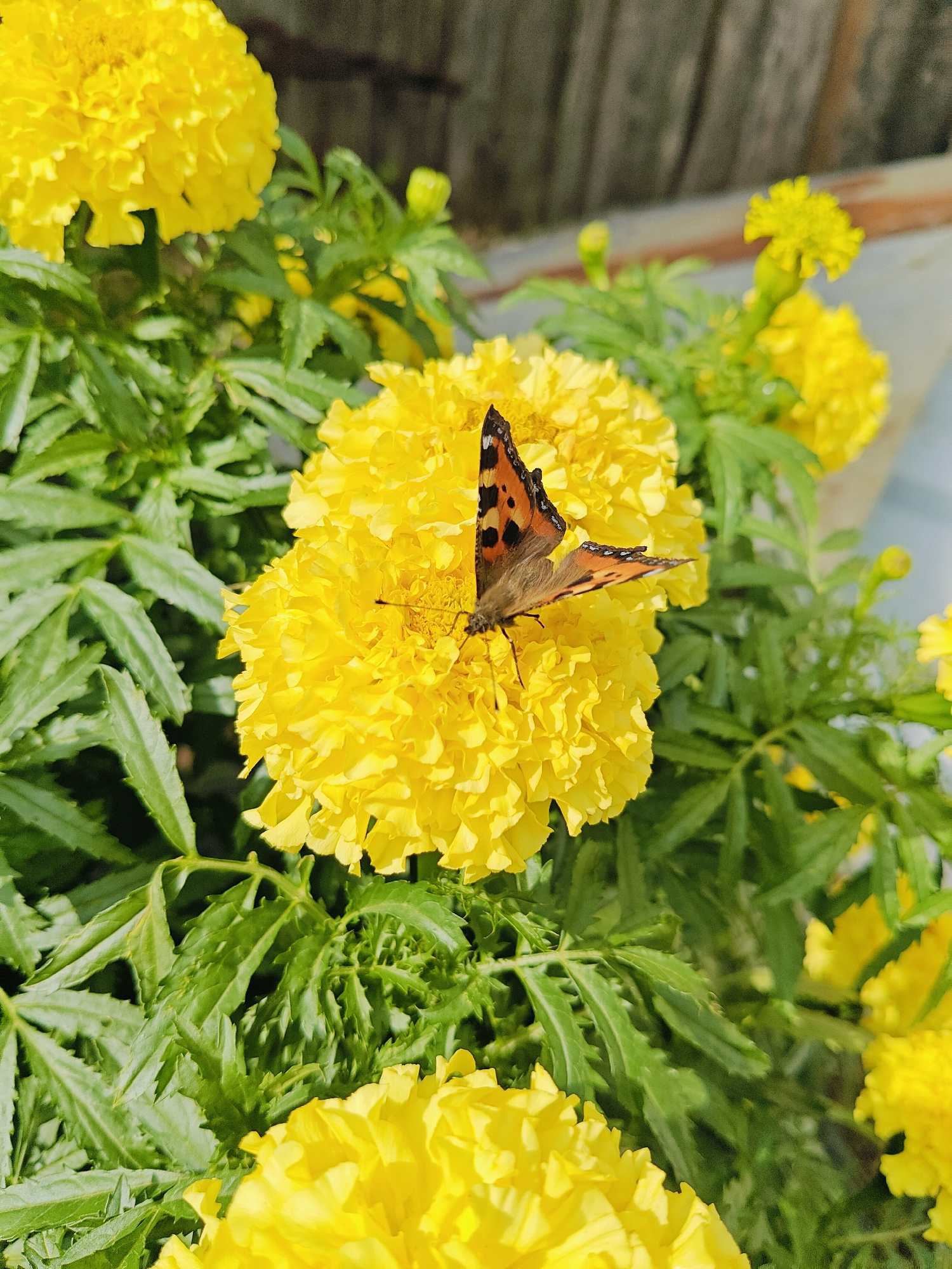 A close-up, eye-level shot captures a small, orange and black butterfly with its wings open, perched on a bright yellow marigold flower. The butterfly is positioned in the center of the frame, resting on the petals of a large, full marigold bloom. Surrounding the central flower are other yellow marigolds, some in full bloom and others as buds, along with lush green foliage. The background is blurred, showing hints of a wooden fence and possibly an outdoor setting. The lighting appears to be natural sunlight, highlighting the vibrant colors of the flowers and the butterfly. The image evokes a sense of nature and tranquility. This scene is likely found in a garden or natural area within the city of Fokino, Russia.
