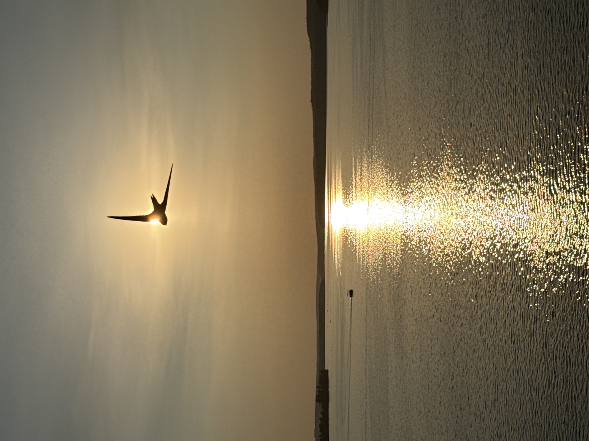 The image shows a bird silhouetted against the setting sun, flying over a body of water. The sun is low in the sky, casting a warm golden light that reflects brightly on the rippling water. The bird's wings are outstretched, and its silhouette is sharply defined against the luminous sky. To the right of the water, a dark, indistinct shoreline is visible, with a few small structures along it. In the water, a faint, dark object appears to be a small boat or buoy. The overall mood of the image is serene and tranquil, capturing a moment of natural beauty at dusk. The scene is likely a coastal or lakeside area, given the presence of a large body of water and the shoreline. The lighting and the presence of a bird in flight suggest it is late afternoon or early evening.