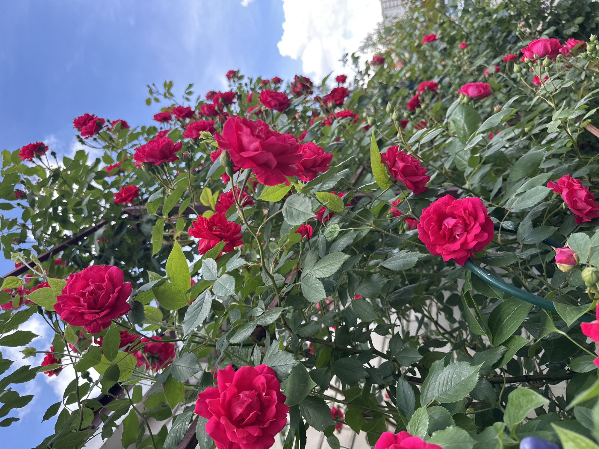 A lush, green rose bush with numerous bright pink roses and buds is climbing a trellis against a white building. The sky is a clear blue with scattered white clouds. The scene appears to be outdoors, possibly in a garden or residential area. There are no people visible in the image.