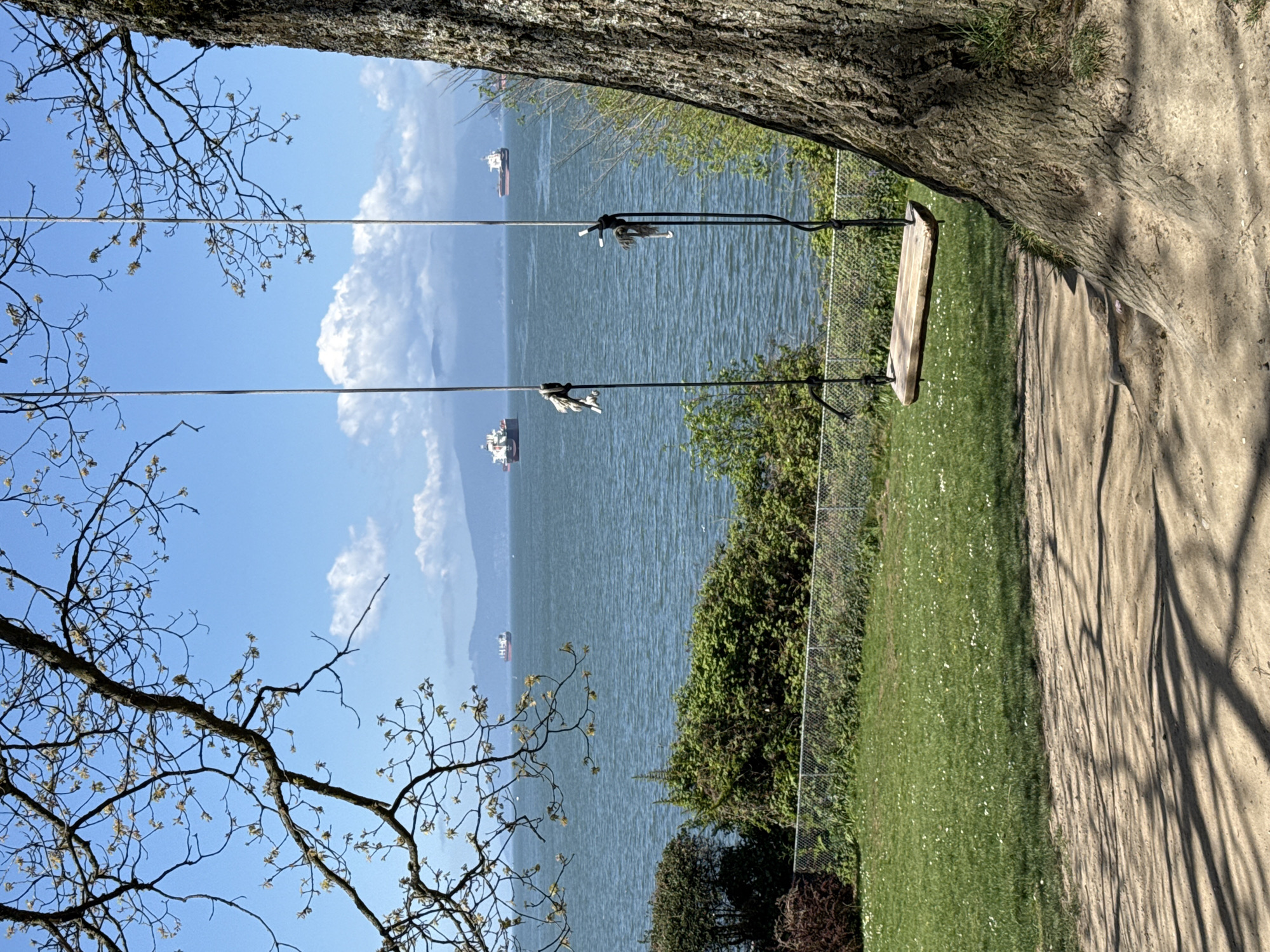 This outdoor image presents a picturesque view from a high vantage point, consistent with a park or viewpoint in Vancouver, Canada. The perspective overlooks a wide expanse of water, likely a strait or inlet, under a clear, bright blue sky dotted with scattered white clouds.
In the immediate foreground on the right, a substantial tree trunk with rough bark occupies a significant portion of the frame. Adjacent to it, a dirt path or area stretches, marked with distinct, elongated shadows cast by tree branches, indicating bright sunlight. To the left of this path, a lush green grassy slope descends gently, interspersed with small white flowers. A chain-link fence runs horizontally across the midground, delineating the edge of the park area.
A simple, rustic wooden swing is suspended over the grassy area, hanging from thick ropes that extend upwards out of frame, presumably attached to a tree branch. The swing faces directly towards the water, offering an inviting spot to enjoy the panoramic vista.
The expansive body of water dominates the background, appearing calm with gentle ripples reflecting the sunlight. Three large cargo or container ships are visible on the water, positioned at various distances, indicating an active shipping lane. In the far distance across the water, the faint outlines of mountains rise, characteristic of the geographical setting.
The upper left portion of the image is framed by the delicate, bare branches of a tree, adorned with nascent light green leaves, suggesting the season is spring. The overall impression is one of serene natural beauty combined with maritime activity. The time of day appears to be sunny daylight, likely late morning or early afternoon, given the illumination and shadow patterns. No individuals or visible text are present in the scene.