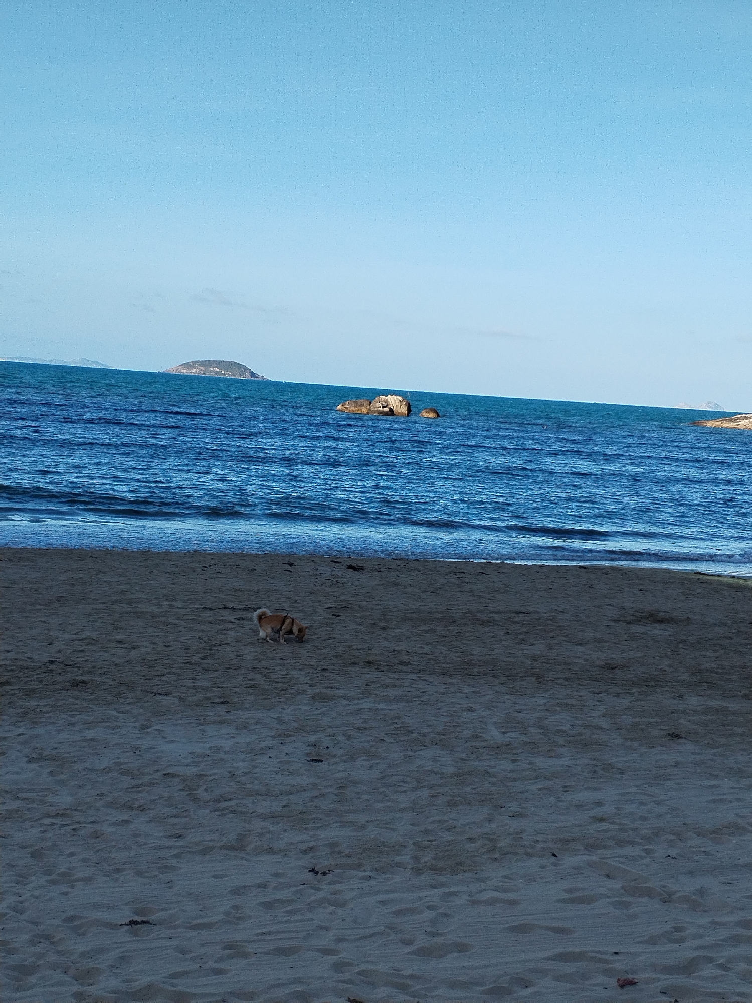The image shows a beach scene in Bac Nha Trang Ward, Vietnam. The foreground is composed of sandy beach. A small dog wearing a harness is sniffing the sand. The middle ground features a blue ocean with small waves. Several rocky outcroppings are visible in the water. An island is present in the distance. The sky is clear and blue.