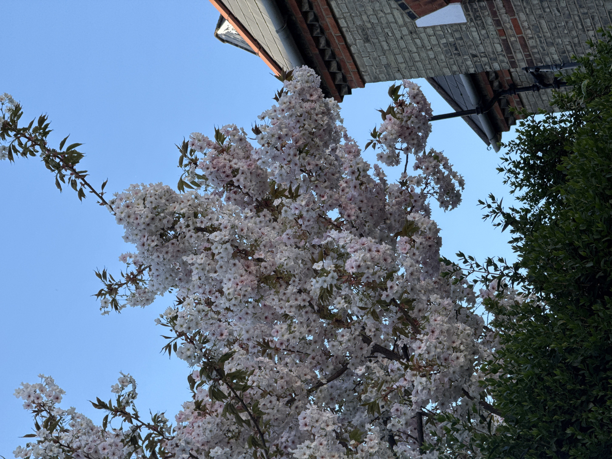 The image is taken from a low angle, looking up at a cherry blossom tree in full bloom. The tree is covered in clusters of white and pale pink flowers. A building's roof is visible in the upper right corner, featuring dark brown roofing material and a brick facade. Adjacent to the cherry blossom tree, on the right side of the frame, is a dense green bush with small, round leaves. The background is a clear blue sky. The scene is potentially in London, UK.