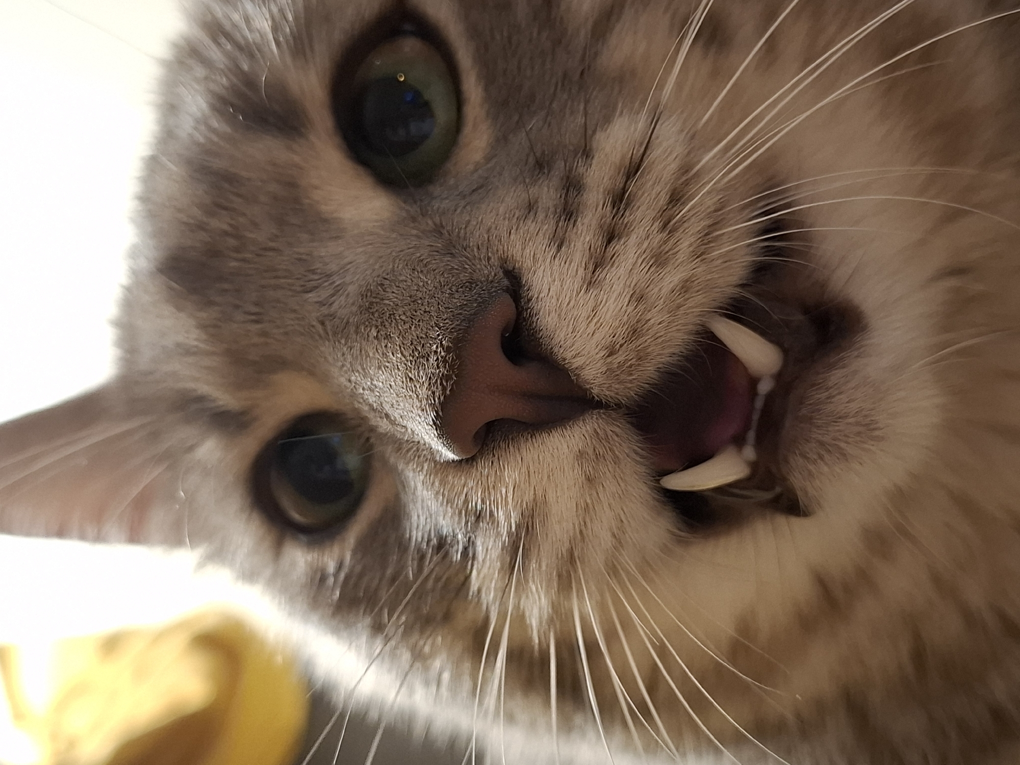 A close-up, low-angle shot focuses on the face of a tabby cat. The cat's mouth is open, revealing two sharp, pointed canine teeth. Its whiskers are prominent and extend outward from its muzzle. The cat's eyes are green and appear slightly dilated. The fur is a mix of gray and brown stripes. The background is blurred and appears to be a yellow object, possibly fabric, and a white or light-colored surface. The image does not contain any discernible elements that would allow for the determination of its location within the city of Zemun Urban Municipality, Serbia.