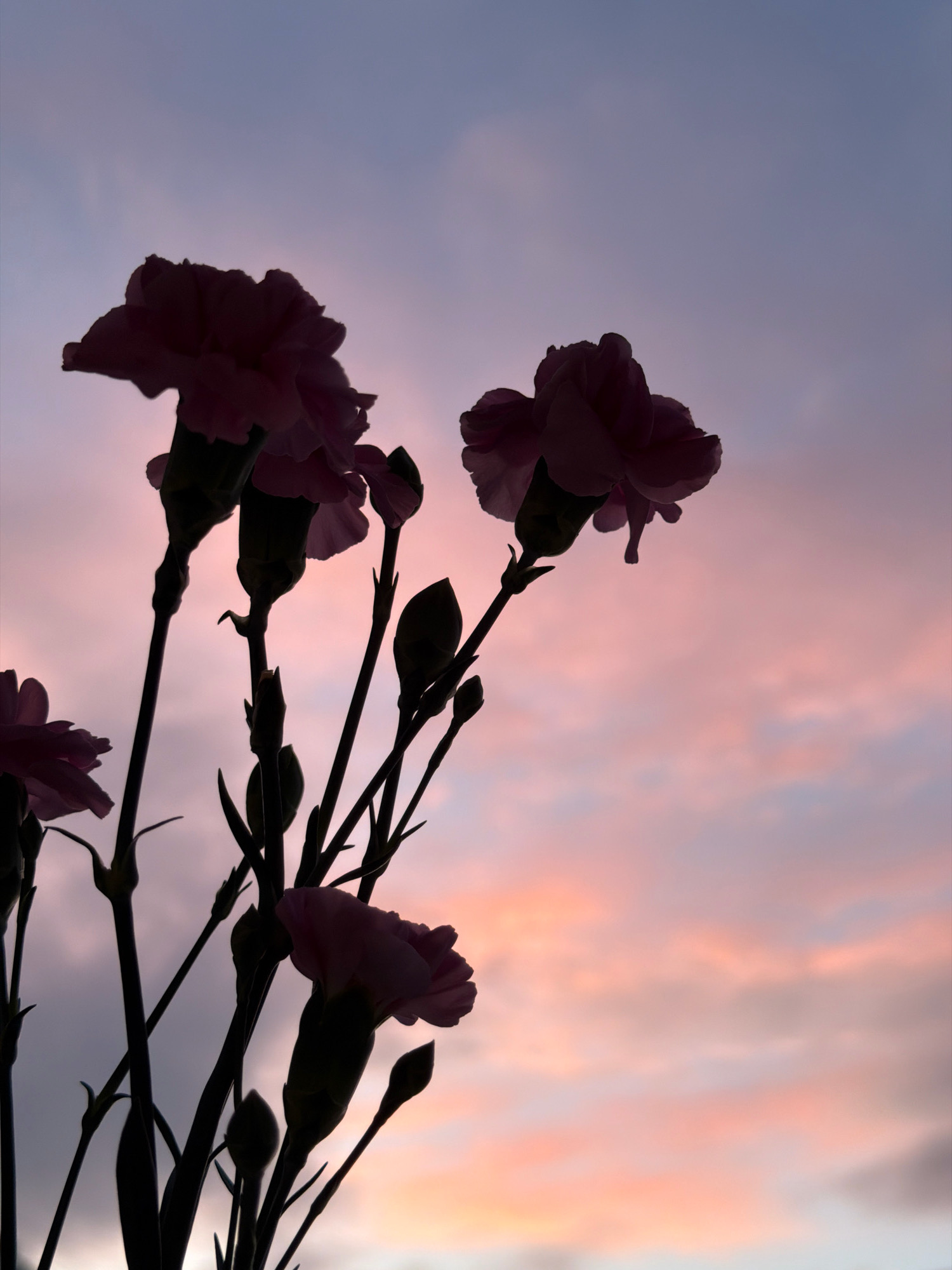 This is a silhouette photograph of carnation flowers against a soft pastel sky at dusk. The sky displays a gradient of colors, transitioning from a pale lavender at the top to shades of pink and peach towards the horizon, with hints of grey clouds. The dark silhouettes of several carnation stems and blooms are visible in the foreground, with some flowers fully open and others appearing as buds. The image appears to have been taken from a low angle, looking upwards towards the sky and flowers. There are no people, animals, or any signs of urban infrastructure like buildings or streets. The setting is natural and serene. Based on the provided information, the image is located in the city of Chaikovsky, Russia.