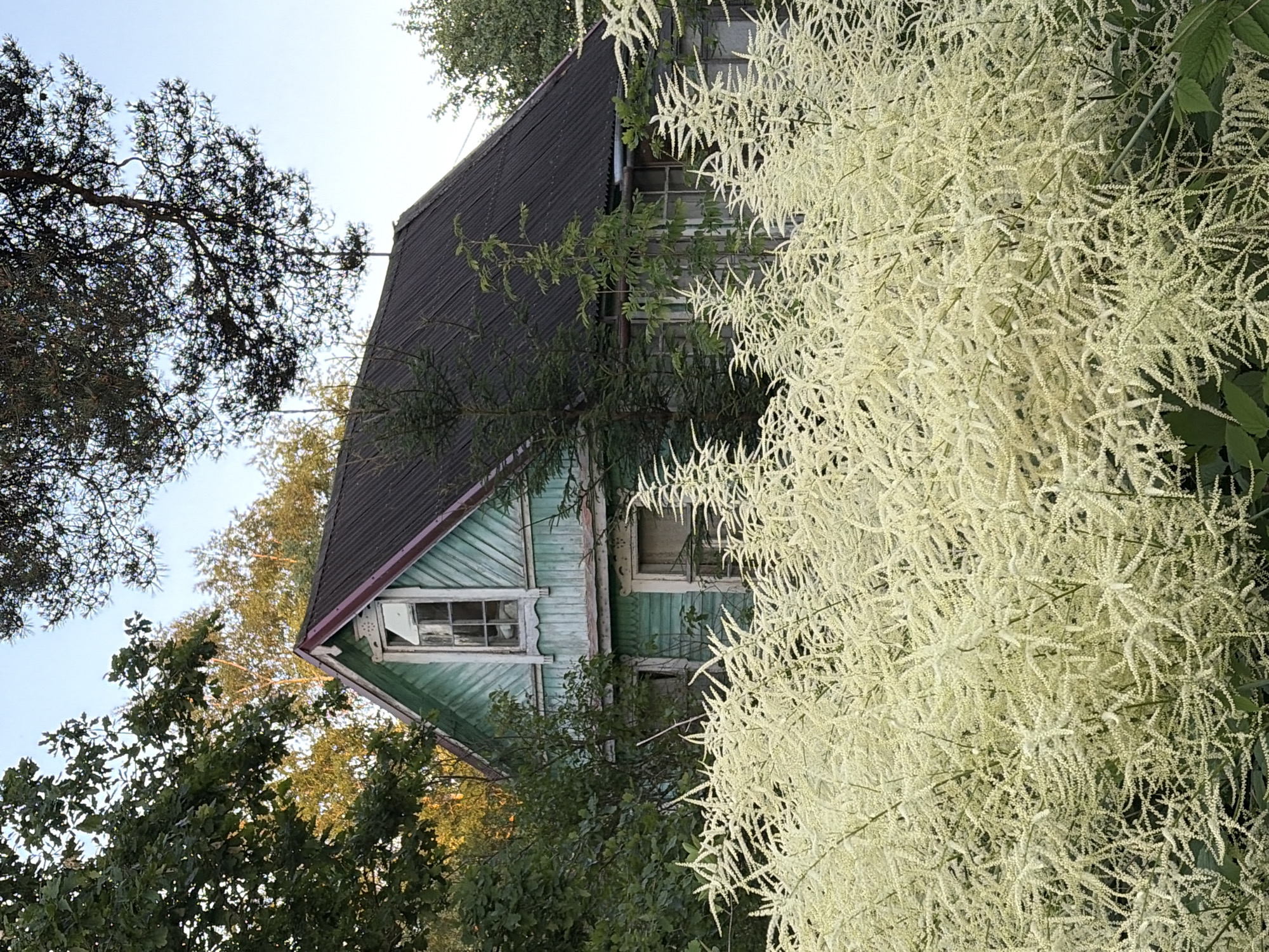 The image depicts a weathered, old, wooden house with a dark, corrugated roof. The house is painted a faded teal color, and the wood siding is visible through the peeling paint in places. There is a broken window on the upper story, with panes missing and glass shattered. The house is surrounded by lush greenery, including large trees and a dense bush with delicate, feathery white flowers that dominates the right side of the frame. The branches of the trees on the left partially obscure the sky, which is a pale, hazy blue, suggesting it might be late afternoon or early morning. The overall impression is one of rural abandonment and the quiet reclamation of man-made structures by nature. There is no visible text in the image.