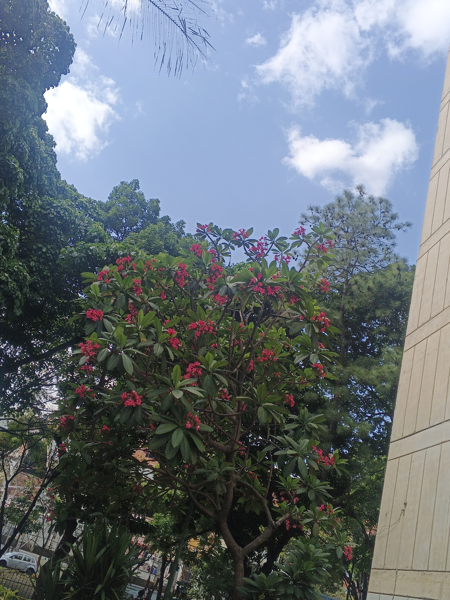 The image shows a view in Caracas, Venezuela. In the foreground is a flowering tree with red blooms, surrounded by other trees and greenery. A light-colored building edge is on the right side of the frame. The sky is blue with scattered white clouds, and a palm frond partially obstructs the upper portion of the image. A distant road with a vehicle is visible in the lower left corner.