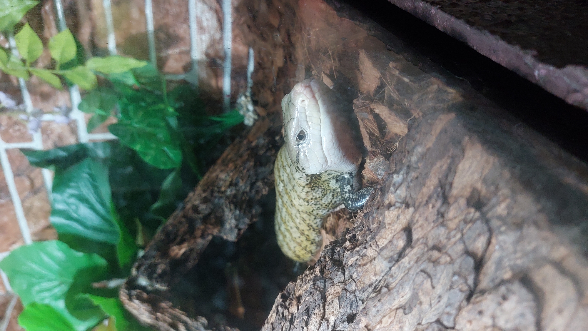 A close-up, eye-level shot showcases a blue-tongued skink in a terrarium. The reptile is positioned on a bed of shredded bark, with a large piece of textured bark in the foreground. Behind the skink, greenery and a brick-patterned wall are visible. The skink is facing slightly to the right, with its head turned towards the viewer. Its skin is a pale yellow with dark speckles, and its eyes are dark and round. The background is slightly blurred, drawing attention to the skink and its immediate surroundings.