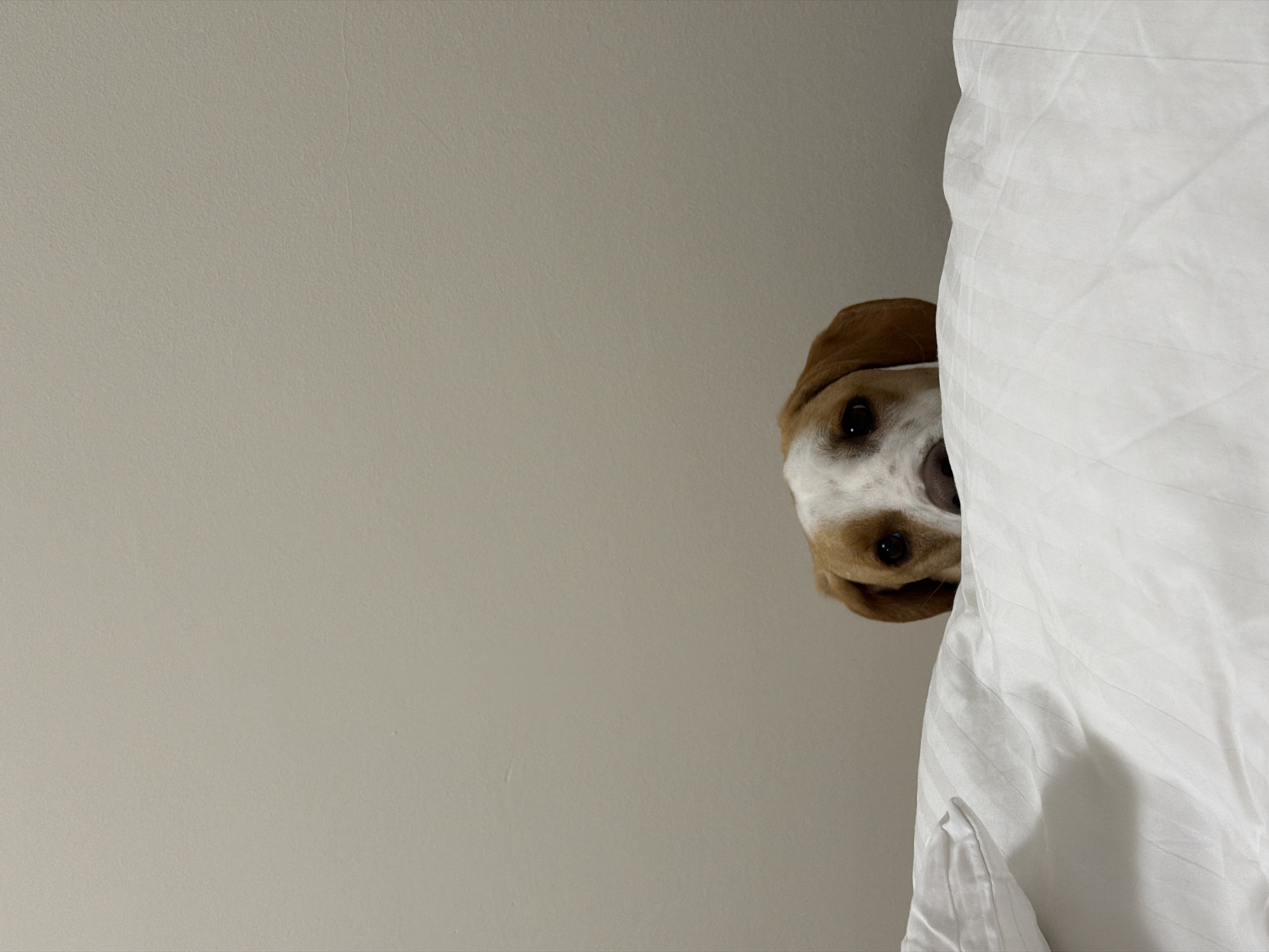 A medium shot shows a dog's head peeking out from behind a white sheet, angled downward towards the viewer. The left side of the image features a plain, light-beige wall. The dog has white and brown fur, and only its head and part of its snout are visible. The white sheet is wrinkled, indicating it is likely fabric like bedding. There is no information in the image to link it to Budva, Montenegro.