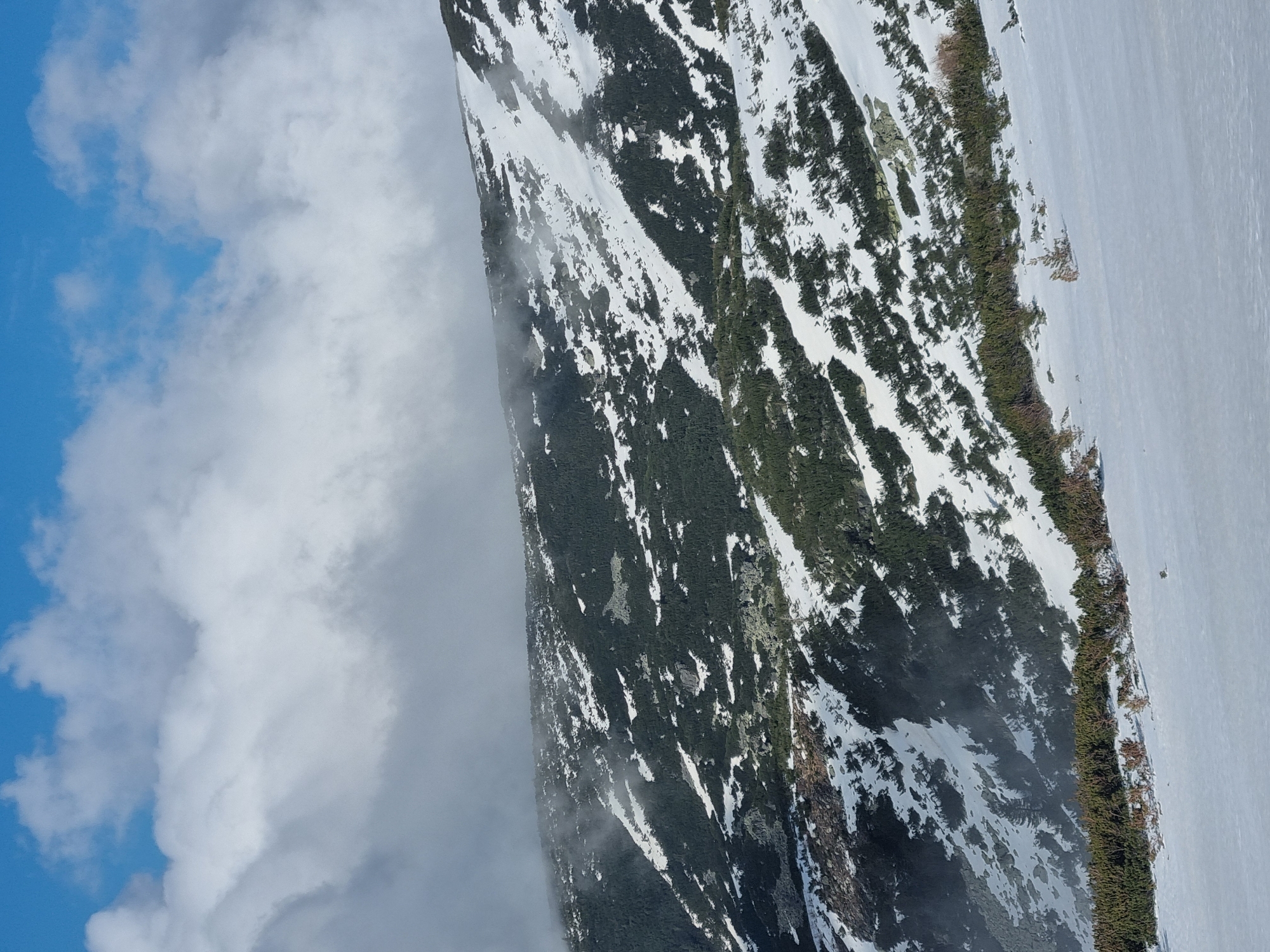 The image presents a scene in Govedartsi, Bulgaria, featuring a mountain covered with snow and vegetation. The mountain slopes steeply, with patches of dark green coniferous trees interspersed with areas of white snow cover. The snow appears unevenly distributed, revealing rocky terrain in some spots. A band of shrubs and small trees lines the edge of a snow-covered area to the right. To the left, fluffy white clouds fill a blue sky. The mountain appears to be partially obscured by fog or low-lying clouds along its base.