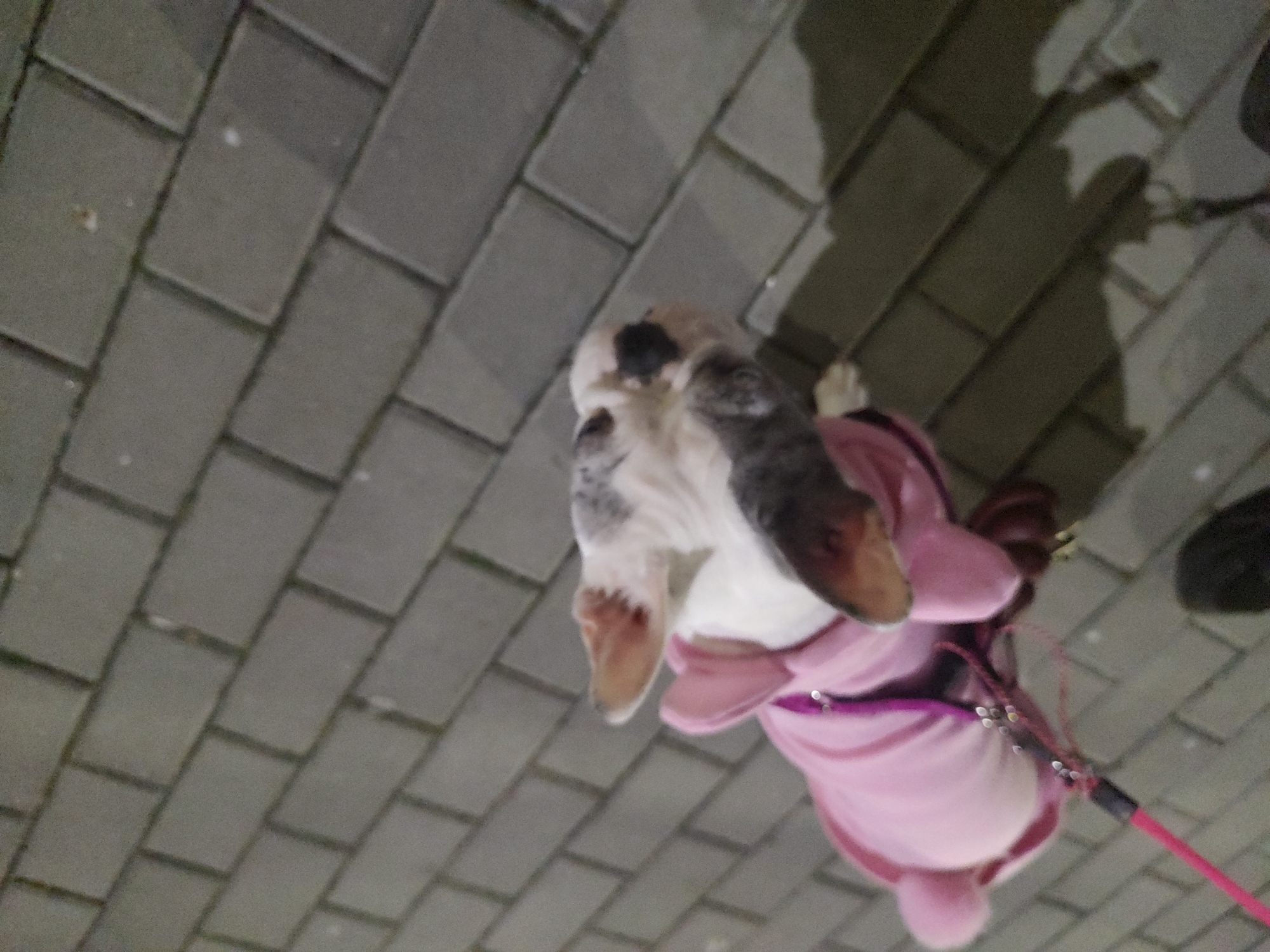 An extreme low-angle photograph captures a white and grey/brown spotted dog, likely a Basset Hound due to its distinctive long, floppy ears. The dog is positioned slightly off-center to the left, looking upwards or to the side. It is wearing a bright pink full-body coat or harness, which appears to cover its back and chest, with a matching pink leash extending from its back, trailing out of the frame to the right.
The dog stands on a dark grey paved surface made of rectangular blocks arranged in a stretcher bond pattern, characteristic of a sidewalk or pedestrian area. Large, elongated shadows are cast across the paving, likely from a person holding the leash and potentially other figures, indicating an outdoor setting. The dim lighting and prominent shadows suggest the scene takes place at nighttime or in very low light conditions. The image captures a quiet moment during an evening walk. No discernible text is visible in the image, which could be located in Burgas, Bulgaria.