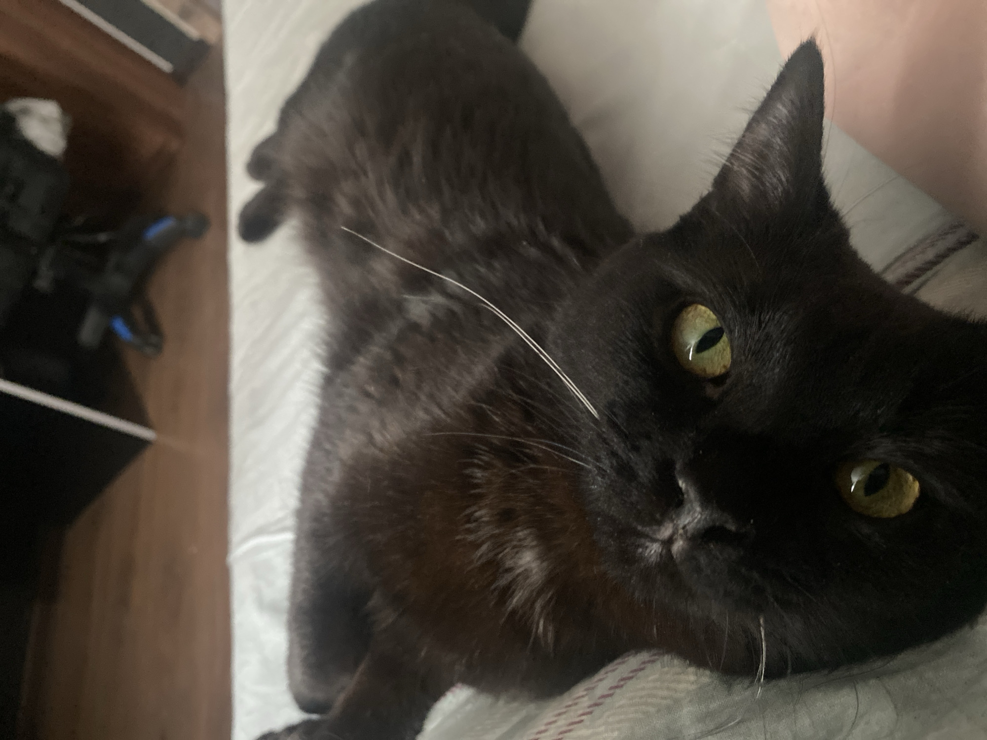 A close-up shot depicts a black cat lying on a light-colored patterned surface, possibly a bed or blanket. The cat's head is positioned in the lower right of the frame, with its bright yellow-green eyes focused towards the viewer. A few white whiskers are visible near its nose. The cat's body extends upwards and slightly to the left. In the background, out of focus, there's a wooden cabinet and a black object with blue accents. There is no information in the image to suggest the location is Izhevsk, Russia.