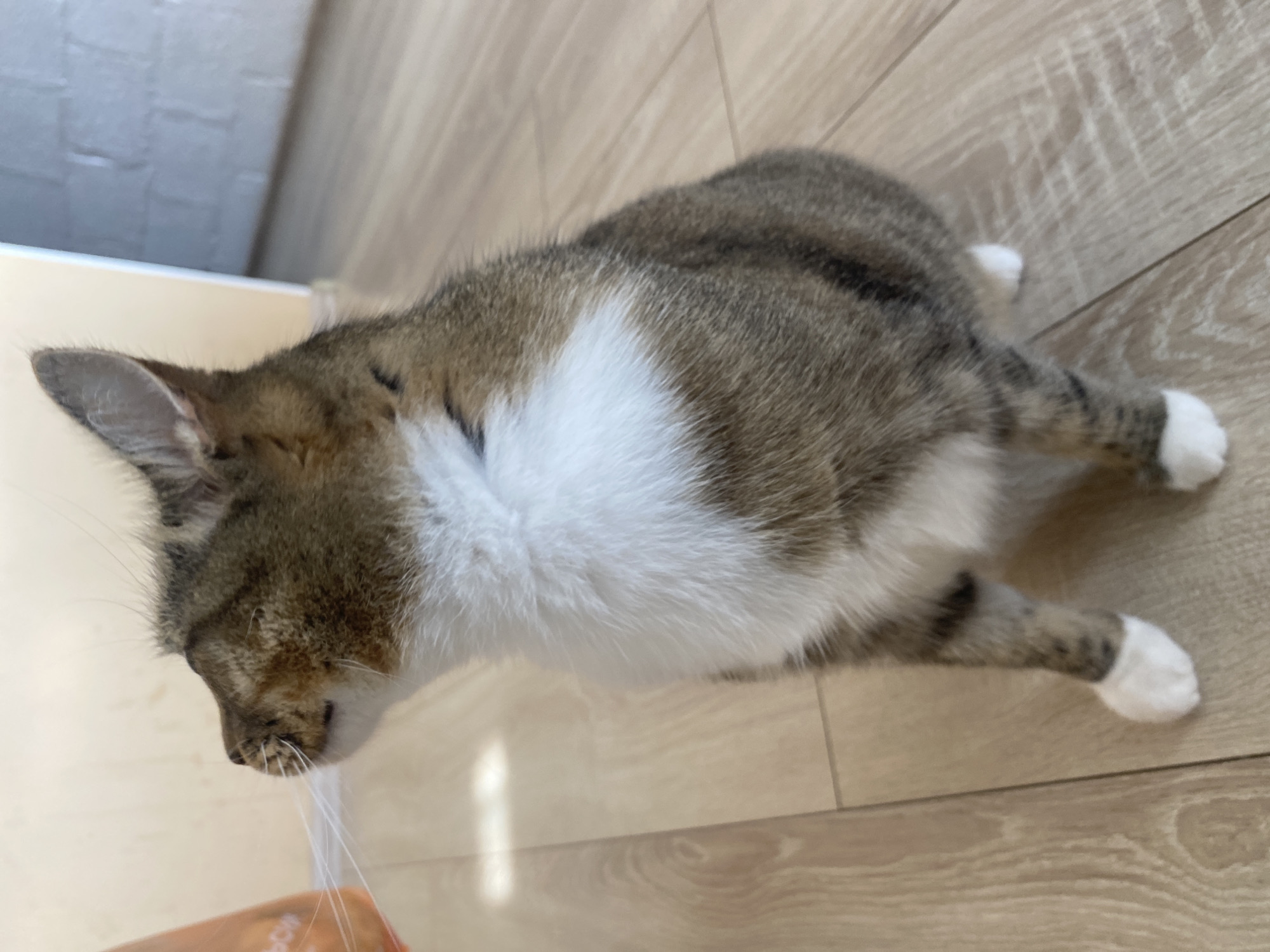 A tabby and white cat is sitting on a light-colored wooden floor. The cat is facing to the left, with its head tilted upwards as if sniffing something. Its fur is a mix of brown, grey, and white. The cat has white paws. In the background, there is a wall that appears to be painted a pale yellow and a white brick wall. The lighting suggests an indoor environment, possibly a home. There is no indication of the specific location within Novokuybyshevsk, Russia.