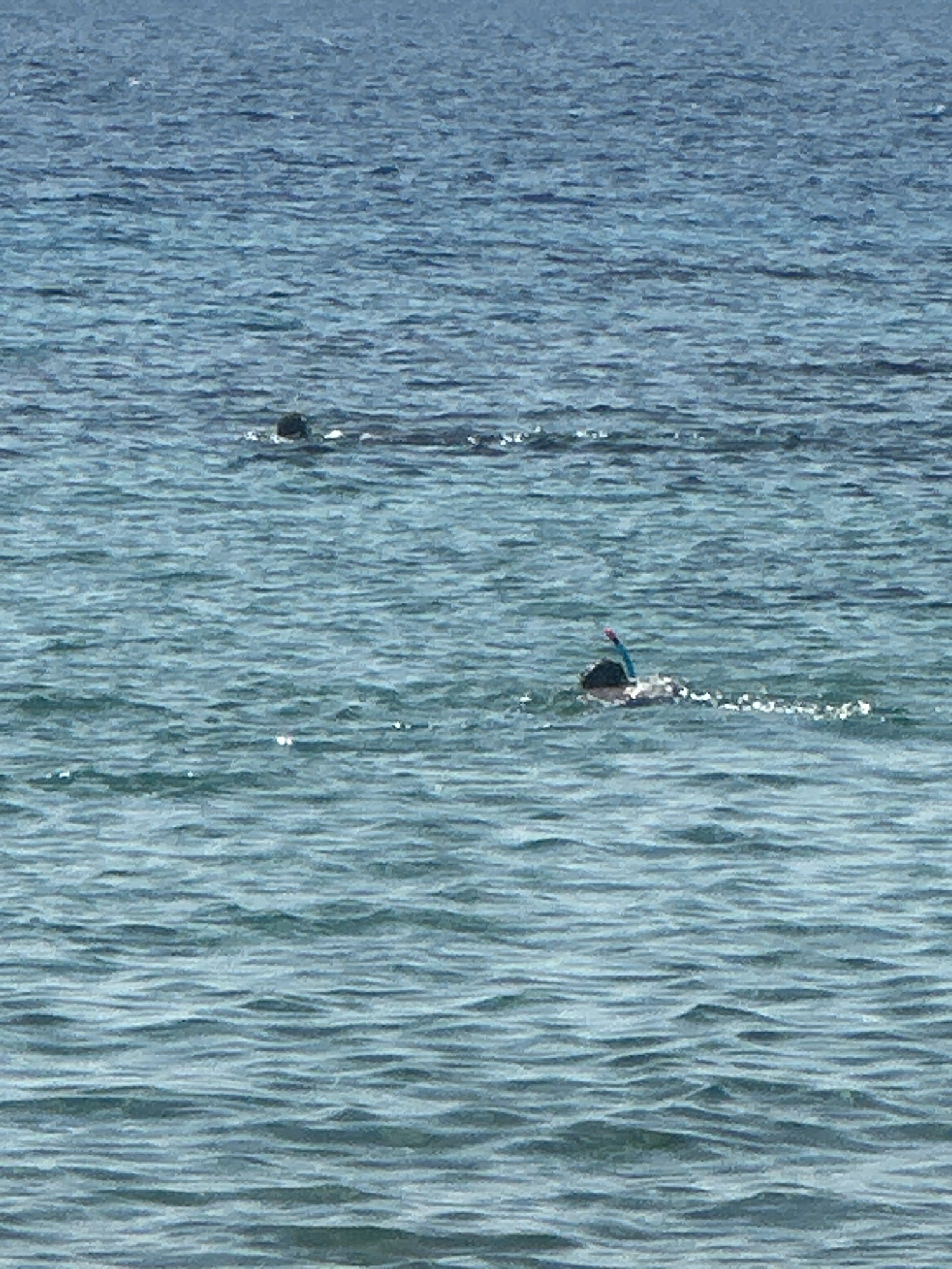 The image shows two individuals swimming in the Red Sea near the shore of Nuweiba, Egypt. The water is calm with gentle ripples. The person in the foreground is wearing a snorkel and mask, appearing to be actively swimming. The second individual is further in the distance and appears to be swimming as well, with only their head visible above the water. The background consists of an expanse of blue water under a hazy sky.