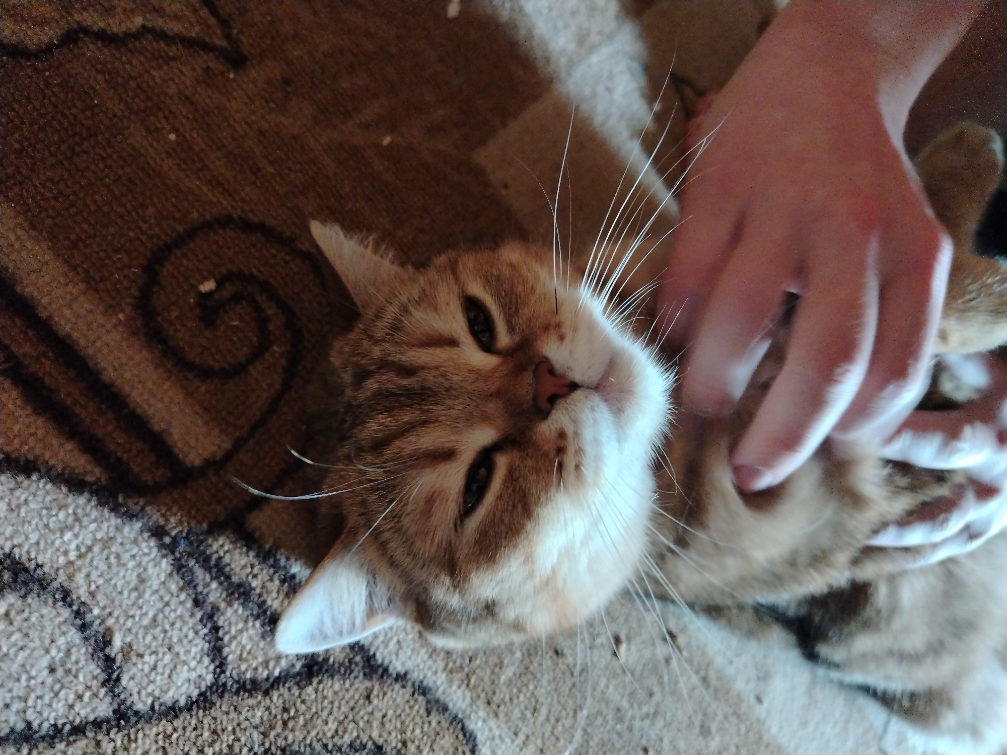 A tan and white tabby cat is lying on its back on a carpet with a brown and black geometric pattern. A human hand is reaching towards the cat's belly, presumably to pet it. The scene is indoors, likely in a home. There is no information in the image to determine that the location is in the city of Krasnogorskoye, Russia.