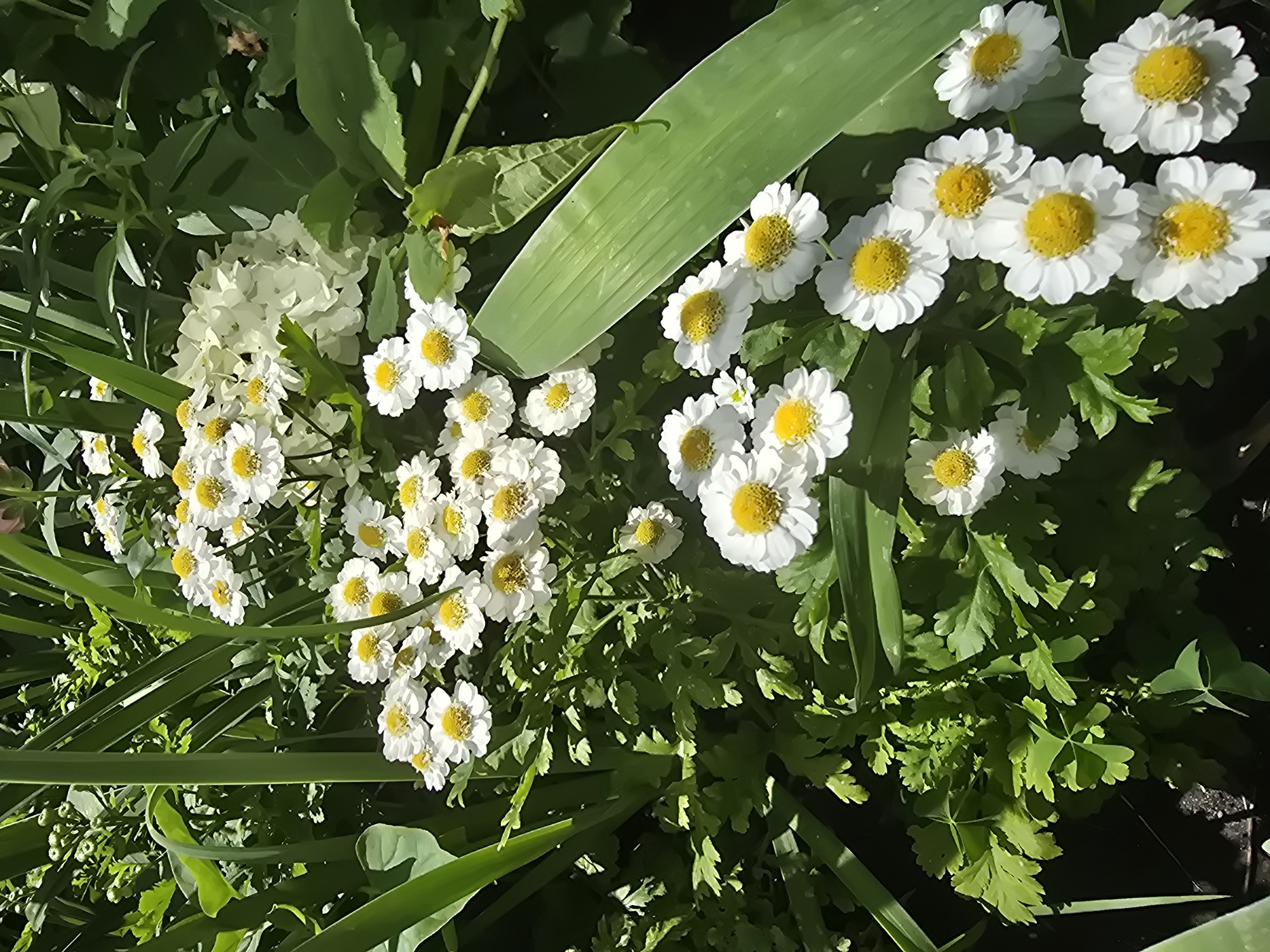 A close-up, eye-level shot captures a cluster of white daisies with yellow centers, interspersed with lush green foliage. The daisies are in full bloom, with many facing the camera. The leaves range from long and sword-like to finely divided and feathery. Sunlight illuminates the scene, creating highlights and shadows on the plants. The background is a blur of green, suggesting a garden or natural setting. The image appears to be a photograph taken in Vyshneve, Ukraine.