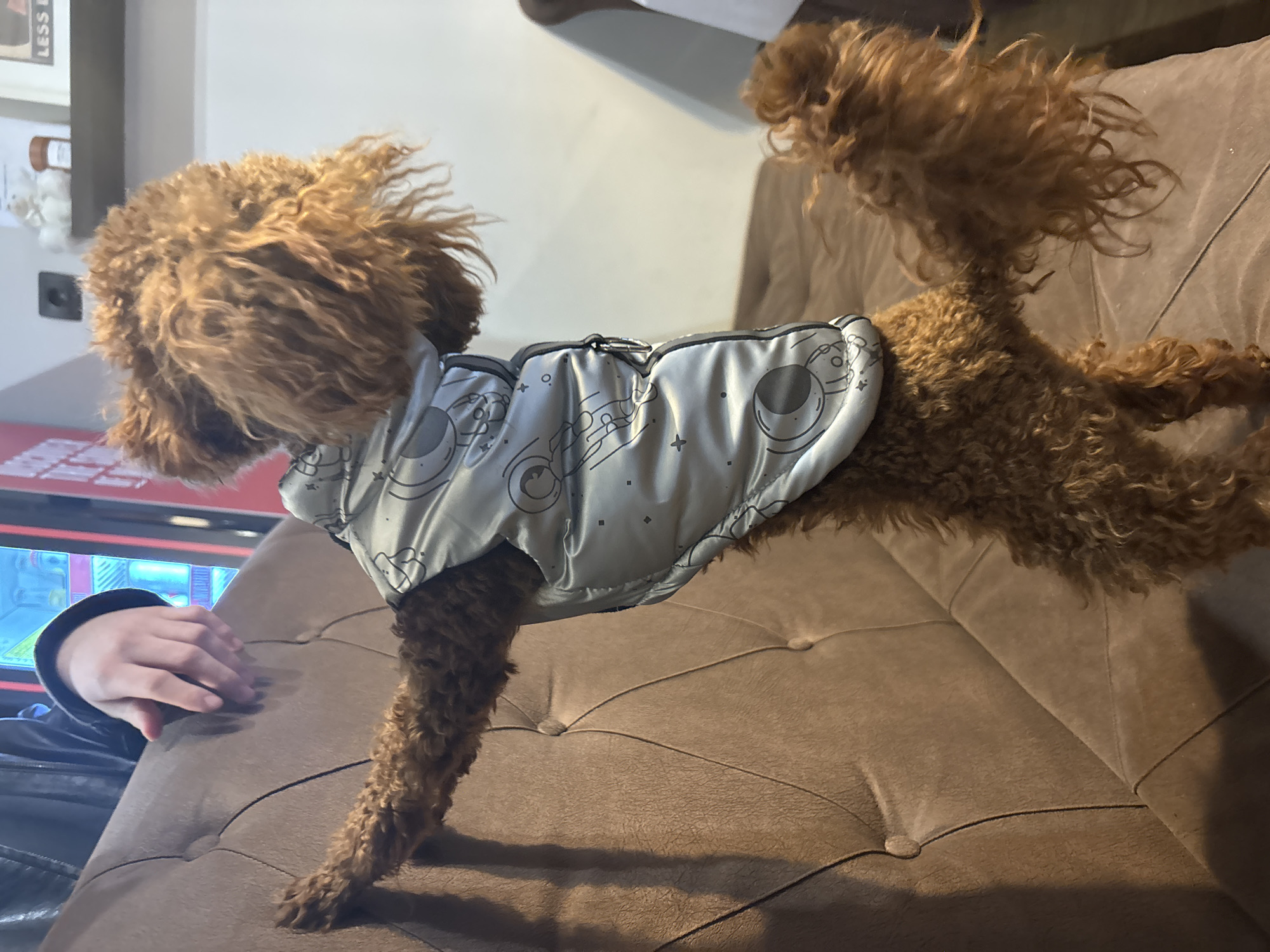 A reddish-brown, curly-haired dog, wearing a light gray padded jacket decorated with astronaut, moon, and star graphics, is standing on its hind legs with its front paws resting against a brown, tufted upholstered sofa back. In the upper-left quadrant, a human hand and a portion of a dark-sleeved arm are visible, positioned near the top of the sofa. The indoor background features a vertical blue-lit display or cabinet to the left, a red wall section, and a white wall to the right. A dark shelf on the white wall holds small decorative items and a partially visible framed sign with text including "LESS." A black electrical outlet is also visible on the white wall. The specific location in Sofia, Bulgaria, cannot be determined from the image.