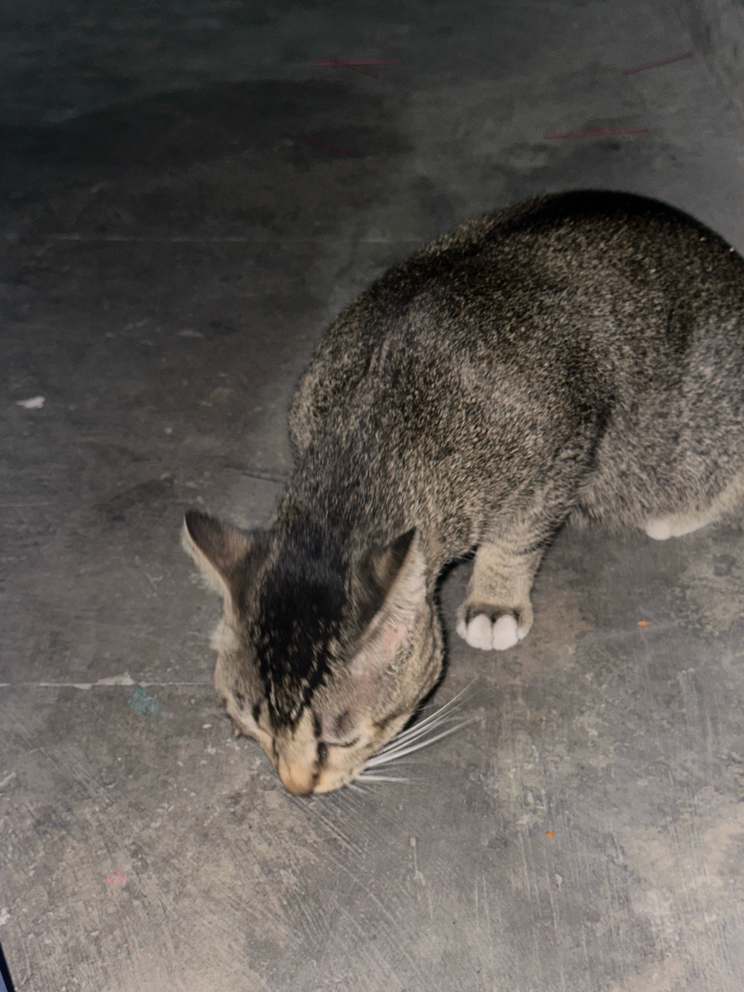 A tabby cat is crouched on a gray, concrete surface, appearing to sniff or eat something on the ground. The cat has black and brown stripes, white paws, and long white whiskers. The background is a dark, textured gray surface with faint red lines visible in the upper portion. The scene appears to be outdoors, possibly in a public area in Purwotengah, Indonesia, as there are some small specks of color on the ground that might be debris. The lighting suggests it is either dusk or night.