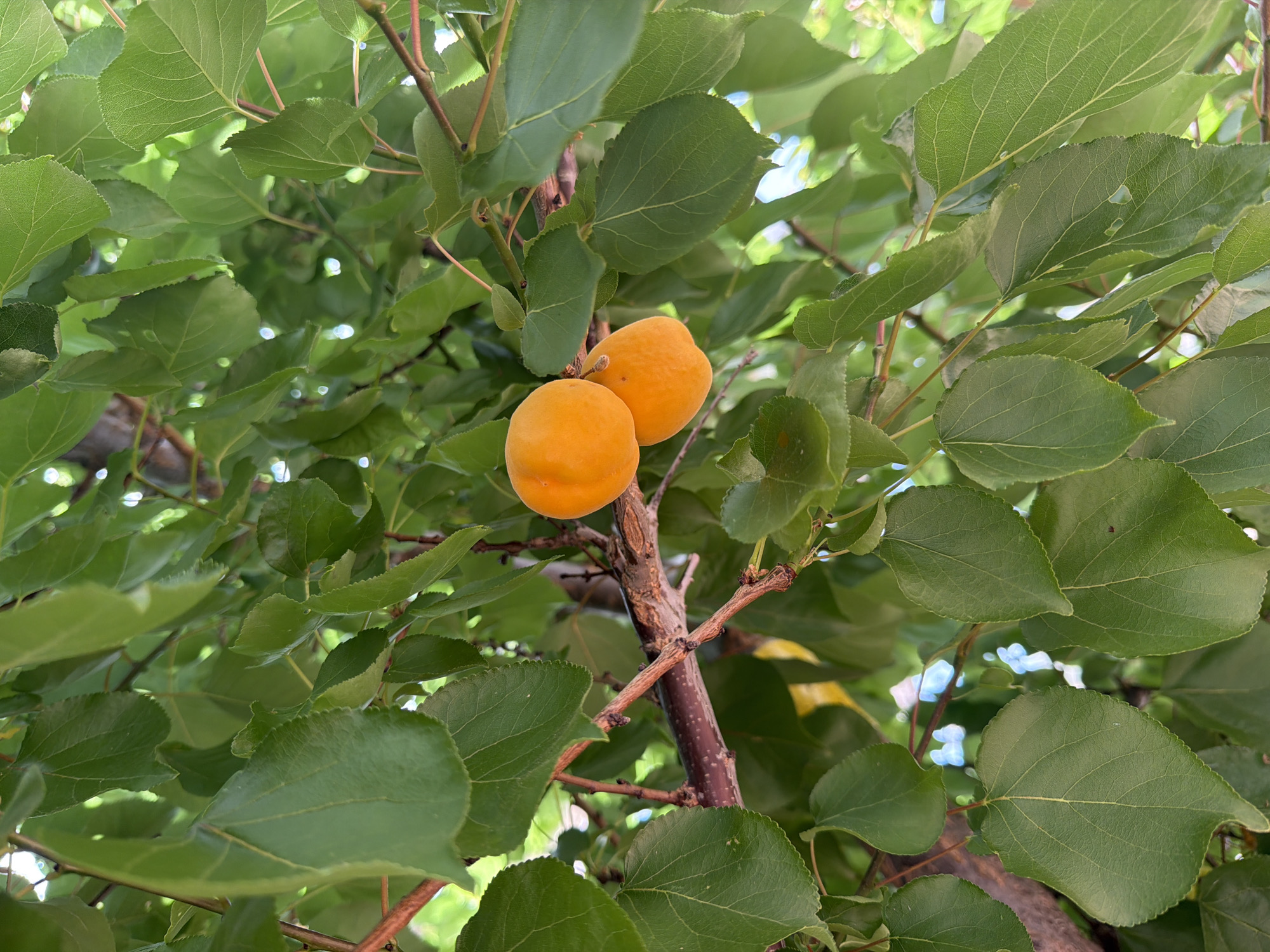 This is a close-up, eye-level shot of two ripe apricots hanging from a tree branch, surrounded by vibrant green leaves. The apricots are a bright, cheerful orange color and appear smooth-skinned, with a slight blush on one side. They are clustered together on a thin stem. The leaves are broad and oval-shaped, with serrated edges and visible veins. Some of the leaves are in sharp focus, while others are softly blurred, creating a sense of depth.
The dappled sunlight filtering through the leaves suggests it is daytime, likely a sunny day given the brightness. The overall impression is one of natural beauty and the promise of a harvest. The background is a blur of more green leaves and hints of the sky, indicating an outdoor setting in a leafy environment, possibly an orchard or garden. There is no visible text or any people or animals in the frame. The focus is entirely on the fruit and the foliage.