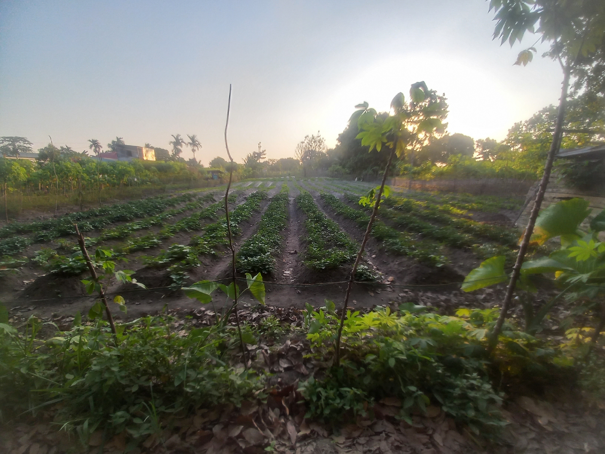 In the city of Kasang Pudak, Indonesia, a field of crops stretches towards the horizon under a clear sky. The field is divided into rows of lush green plants, some of which are supported by thin wooden stakes. Scattered trees and a building are visible in the background, suggesting a rural or semi-rural setting. The sun is low in the sky, casting long shadows and illuminating the scene with a warm, soft light. In the foreground, fallen leaves and more dense vegetation line the edge of the field.