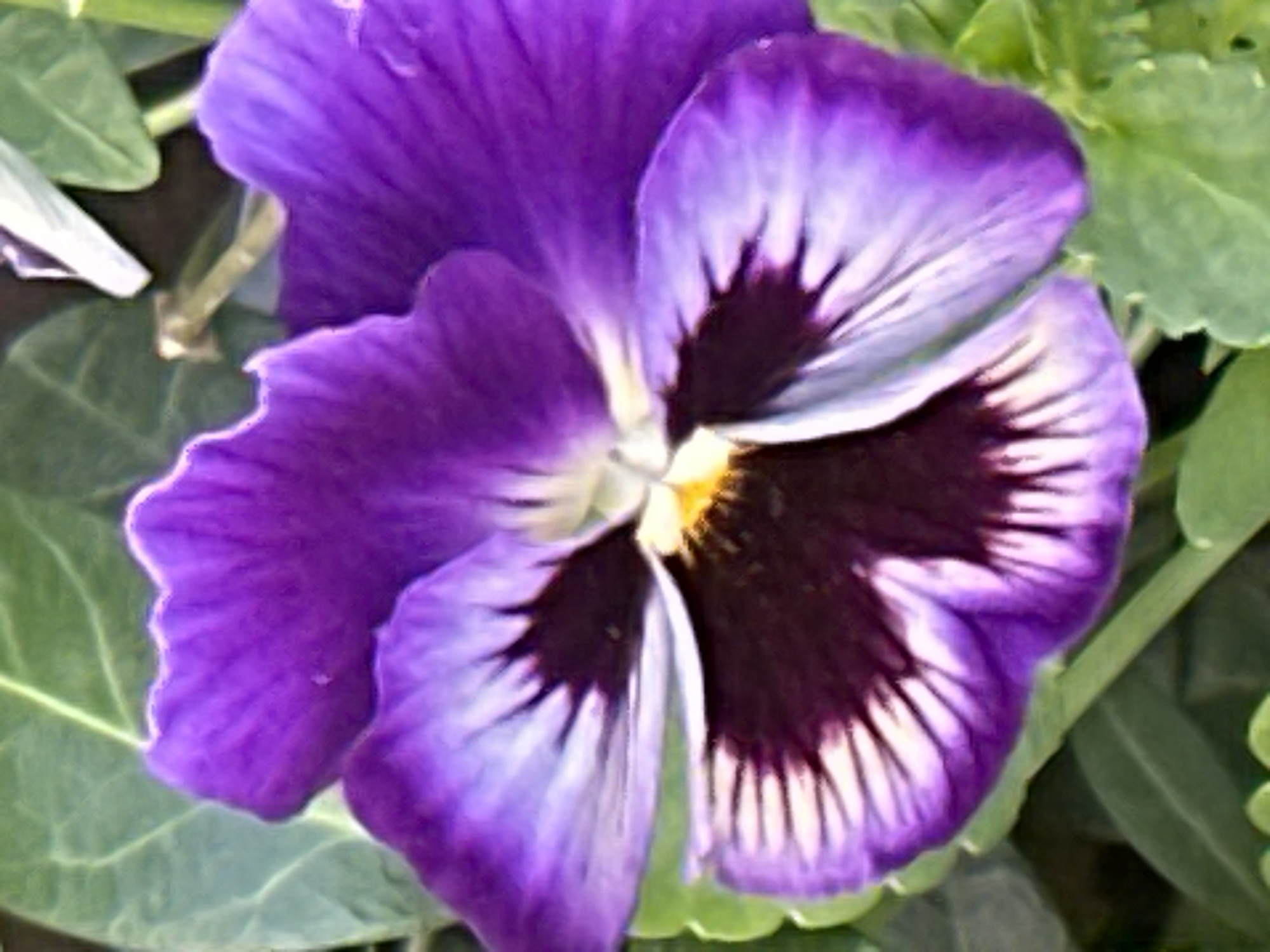 The image is a close-up, high-angle shot of a vibrant purple pansy with a dark purple center and white markings. The flower is in focus, with its petals clearly defined and showing a velvety texture. Several green leaves are visible in the background, out of focus, providing a natural setting. The lighting appears to be natural, highlighting the rich colors of the flower. There are no people or other discernible objects in the frame. The image does not contain any information about its location in the city of Podolsk, Russia.