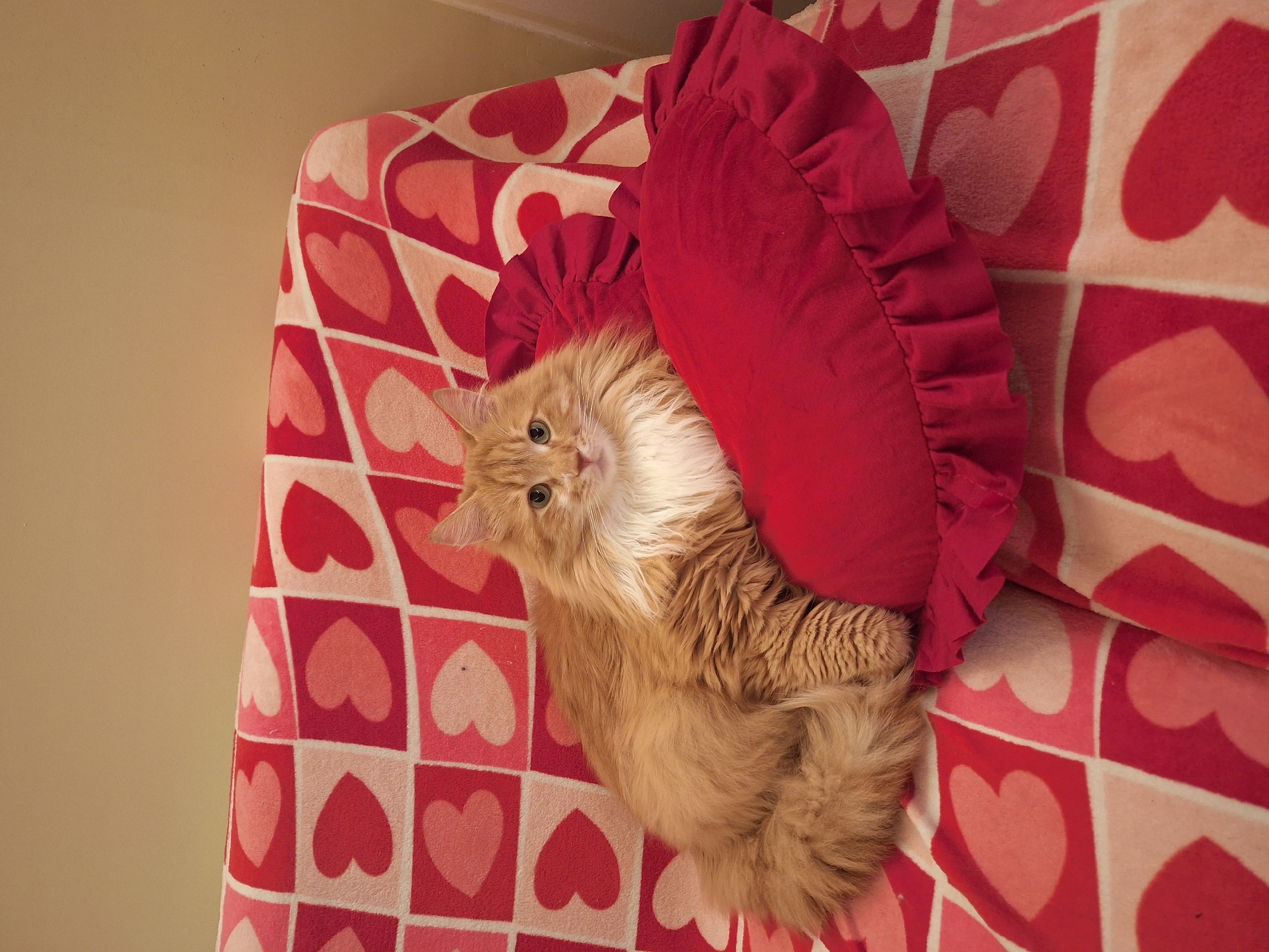 A medium shot depicts a fluffy, orange cat resting on a heart-patterned couch with a ruffled, red, heart-shaped pillow. The cat's face is visible, with its eyes open and looking slightly upward. The background is a plain, light-colored wall. There is no indication of a location in Varna, Bulgaria.