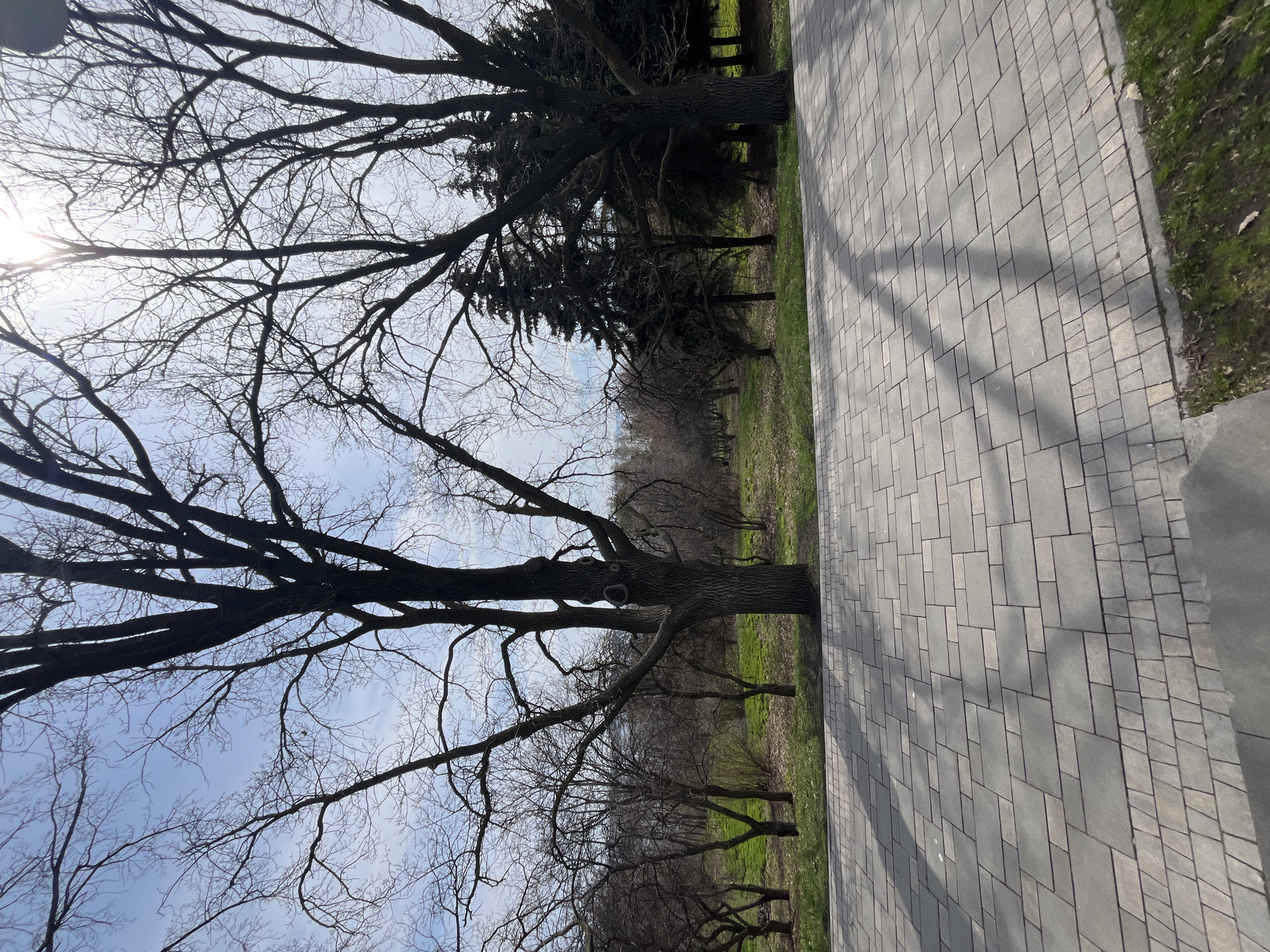 The image depicts a park scene in Ulyanovsk, Russia. A paved pathway made of gray rectangular stones runs along the right side of the image. To the left of the pathway, there is a grassy area with bare trees and sparse green vegetation. The trees are leafless, suggesting it is either late autumn or early spring. The sky is visible through the branches, with a pale blue color. The sun is also visible.