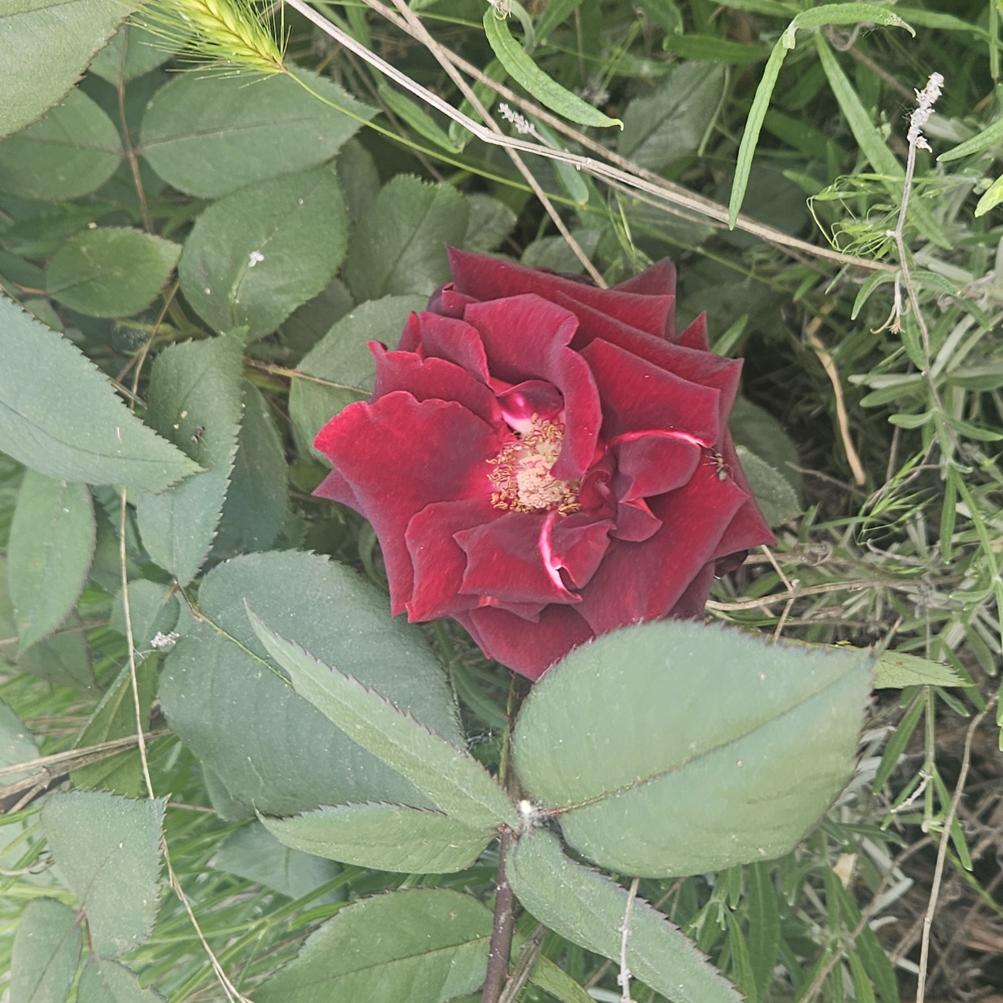 A red rose is surrounded by green leaves and stems. The rose is fully open, revealing its yellow center. Some blades of grass and other green plants are in the background. The location is Algora, Spain, but there are no other elements to confirm that.