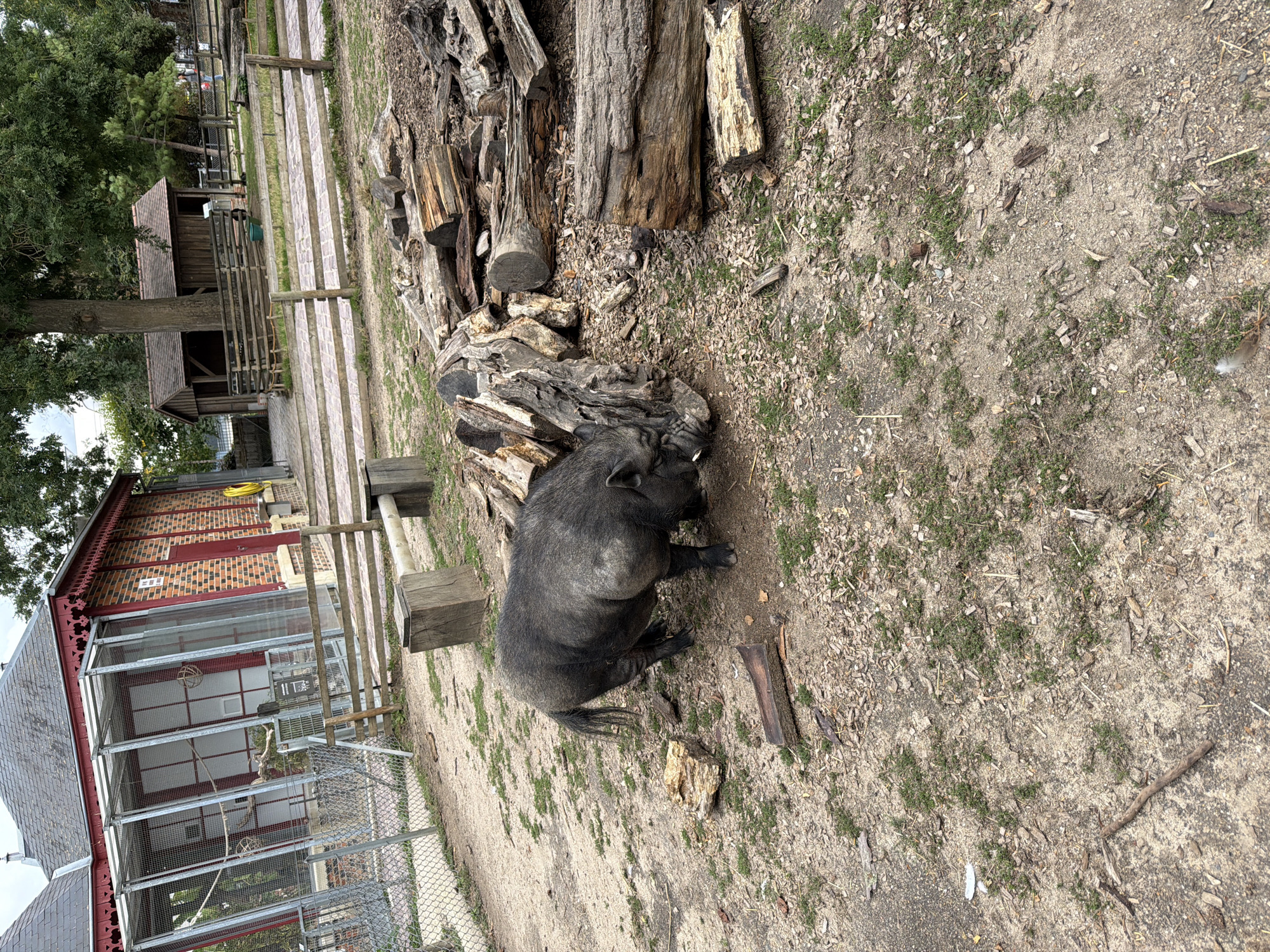 The image depicts an outdoor enclosure, likely at a zoo or animal sanctuary, in La Riche, France. A single, dark-skinned pig is the primary subject, positioned in the lower-left quadrant of the frame. The pig is rooting in the dirt near a pile of large, weathered logs and wood debris. The enclosure is characterized by a dirt ground cover, sparsely populated with small green plants and scattered wood chips.
In the background, a red brick building with a corrugated metal roof and large, wire-mesh enclosures suggests it houses animals. A wooden fence runs across the middle ground, separating different areas of the enclosure. Further in the background, a small wooden shed and more fencing are visible, along with mature trees providing shade. A chain-link fence runs along the left side of the image. The sky is overcast, with no direct sunlight visible. The overall scene is of a rustic, naturalistic animal habitat.
