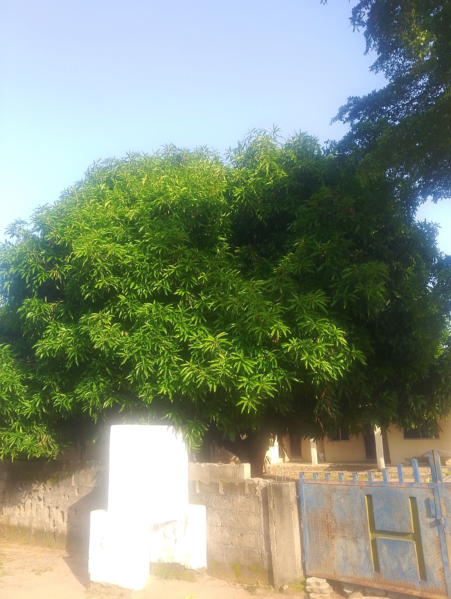 A large, leafy green tree dominates the center of the frame, its branches extending across the sky. To the left, a white, pillar-like structure stands in front of a stone wall, with a shadow cast upon it. A blue metal gate with a large yellow "H" is visible on the right side of the frame, partially obscuring a building in the background. The building appears to be a light-colored structure with windows and a covered porch, suggesting it is a house or a small commercial building. The ground in front of the gate is sandy and uneven. The scene is set under a clear, pale blue sky, indicating it is daytime, likely in a tropical or subtropical climate. The overall impression is that of a residential or semi-public space in a town or city in Nigeria, possibly Jalingo, given the context of the prompt.
