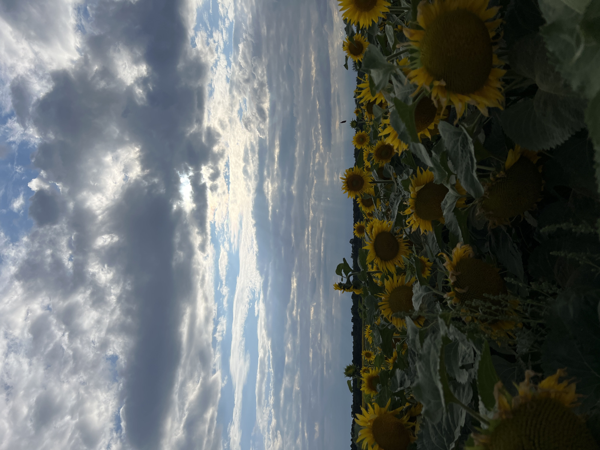 The image depicts a field of sunflowers under a dramatic sky filled with clouds. The sunflowers, predominantly yellow, fill the lower half of the frame, with some in sharp focus in the foreground and others receding into the distance. Their large heads and dark centers are clearly visible. The sky above is a mix of dark, heavy clouds and patches of bright blue, with sunlight filtering through in some areas, creating shafts of light. A dark tree line is visible on the horizon. The scene appears to be a natural landscape rather than an urban setting, and no specific landmarks identifying Hrabovets, Ukraine, are present within the image. There are no people or any actions or interactions depicted. The environment is exclusively the sunflower field and the sky.