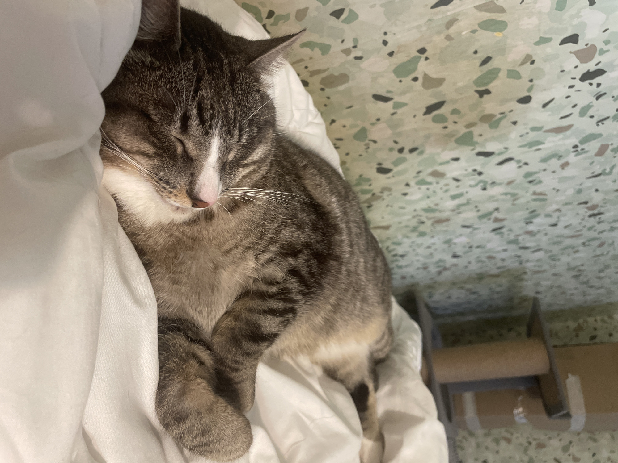 A tabby cat is sleeping on a white sheet. The cat's eyes are closed, and its head is resting on its paws. The cat is in focus, and the background is blurred. The wall behind the cat has a green, speckled pattern. To the right of the cat, a cardboard cat tree is visible.