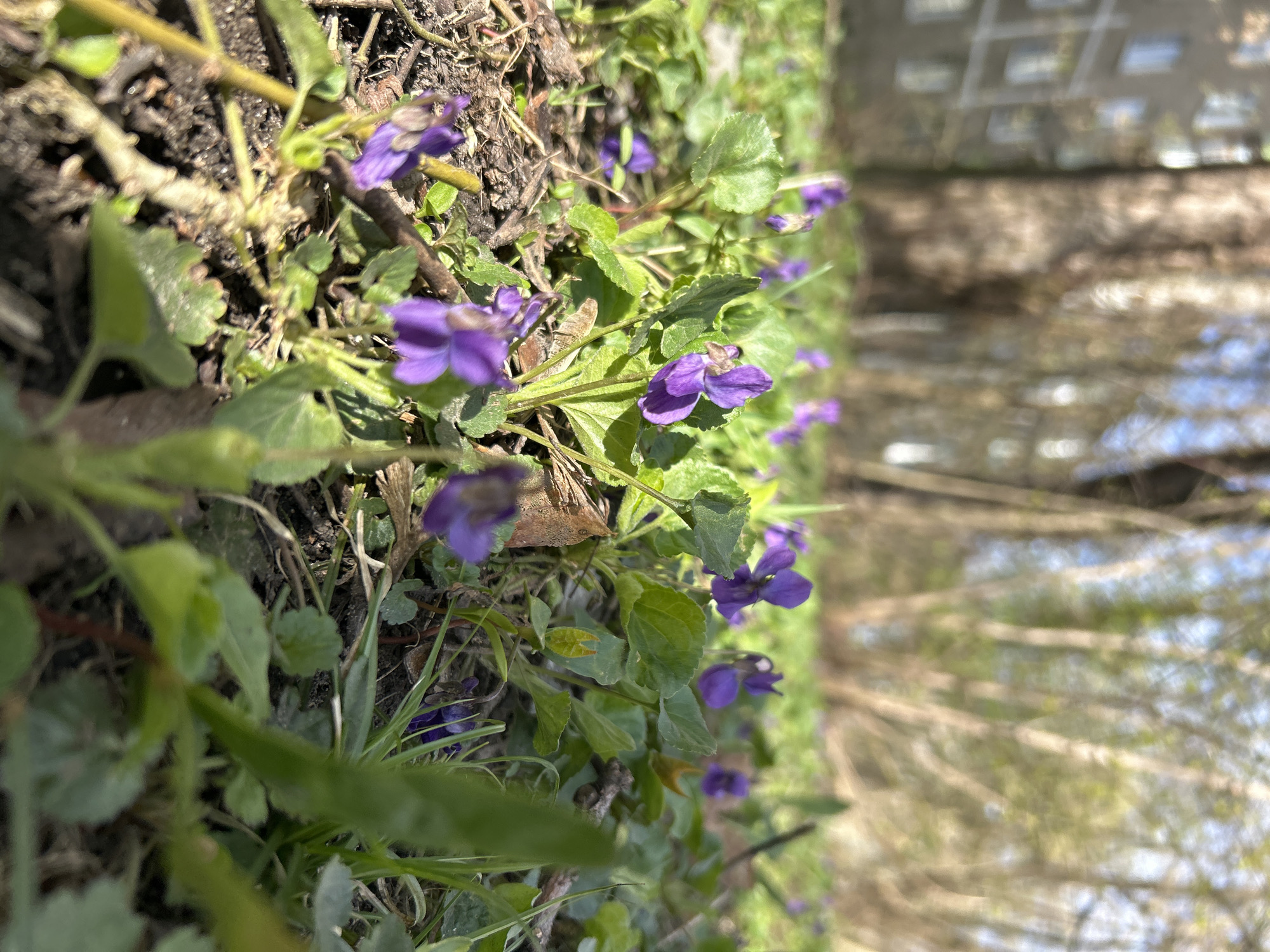 The image presents a close-up, rotated view of small purple flowers, likely violets, growing in natural ground cover. The original image is oriented 90 degrees clockwise, showing the plants emerging from a strip of soil that runs diagonally across the frame.
In the foreground, several clusters of vibrant purple flowers with delicate petals are visible, accompanied by numerous green leaves. Some of the flowers and leaves are sharply in focus, while others are slightly blurred, contributing to a shallow depth of field. The ground consists of dark soil, interspersed with dry twigs, bits of grass, and other organic matter.
The background is significantly out of focus, featuring light-colored, vertical elements that suggest tree trunks and branches of deciduous trees, possibly in early spring. Above the trees, patches of a bright, light-blue sky are discernible. In the upper background, a blurred, grid-like pattern hints at a distant building or structure.
The scene is illuminated by bright, natural sunlight, indicating a clear, sunny day. No specific activity or event is taking place, depicting a still, natural landscape. There is no visible text in the image. The overall impression is one of peaceful, natural beauty, capturing the emergence of spring flowers in an outdoor setting.