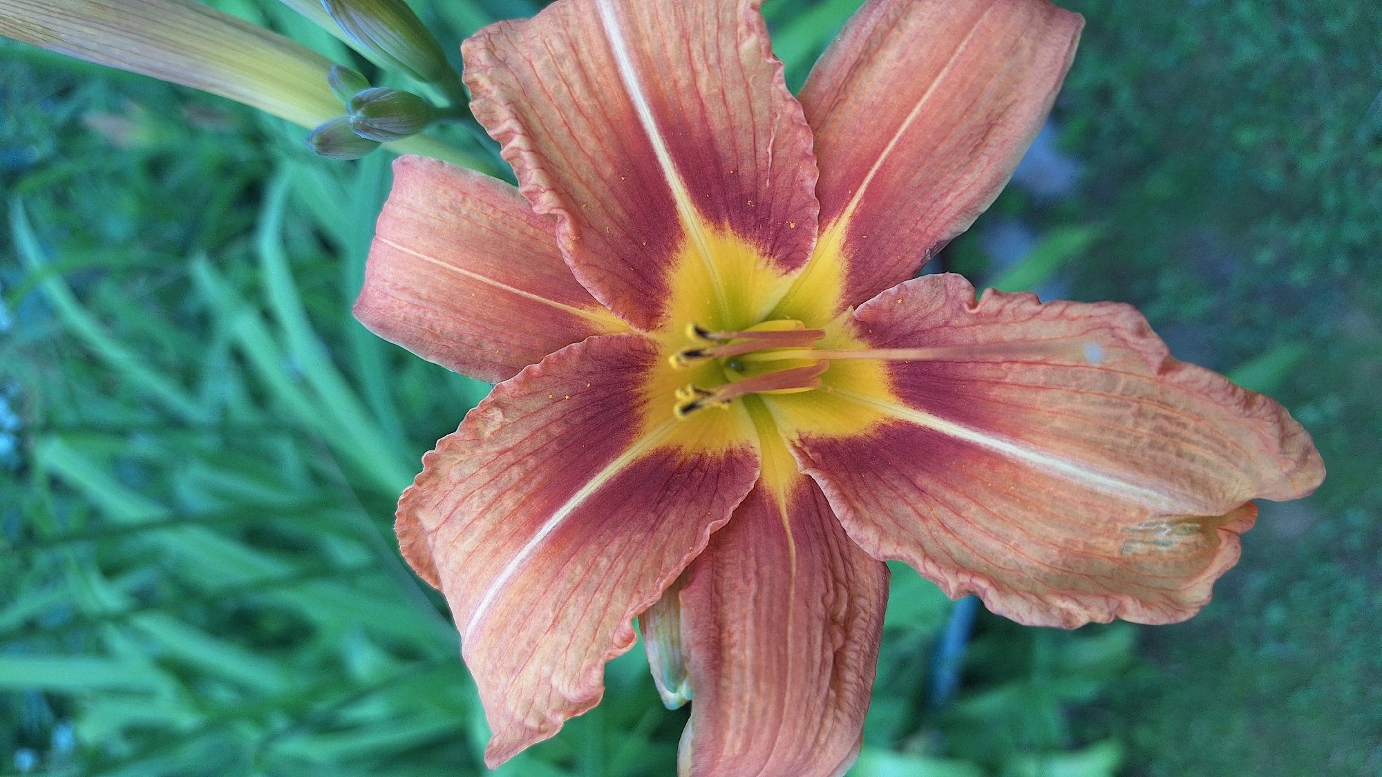 This is a close-up, overhead shot of a single, open daylily flower. The flower has six petals, with a deep maroon-red color radiating from the center and fading to a peachy-orange at the edges. Each petal has a prominent white stripe down its center. The center of the flower is bright yellow, transitioning to a light green at the very core. Three stamens with dark anthers are visible in the center. The background is a blur of green foliage, suggesting an outdoor garden setting. The lighting appears to be natural daylight, with no harsh shadows, indicating it could be a cloudy day or early morning/late afternoon. There is no text visible in the image. The focus is entirely on the intricate details and vibrant colors of the daylily.