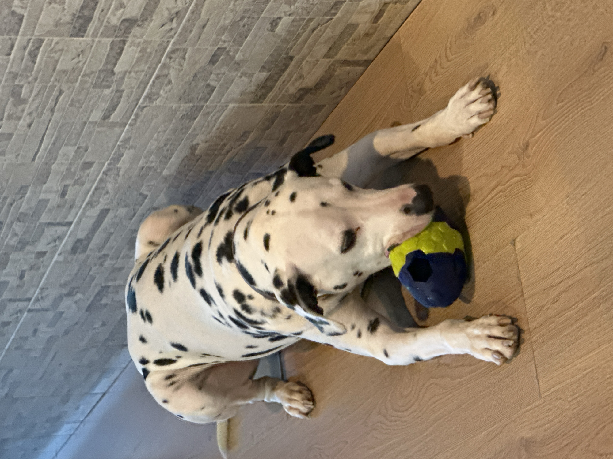 A Dalmatian dog lies on a light wood-look floor with its head angled towards a blue and yellow dog toy. The dog's front paws extend forward, one resting on either side of the toy. A grey tile wall is visible in the background. No people are visible. The location of the image is unknown and there is no information to link it to Puebla, Mexico.